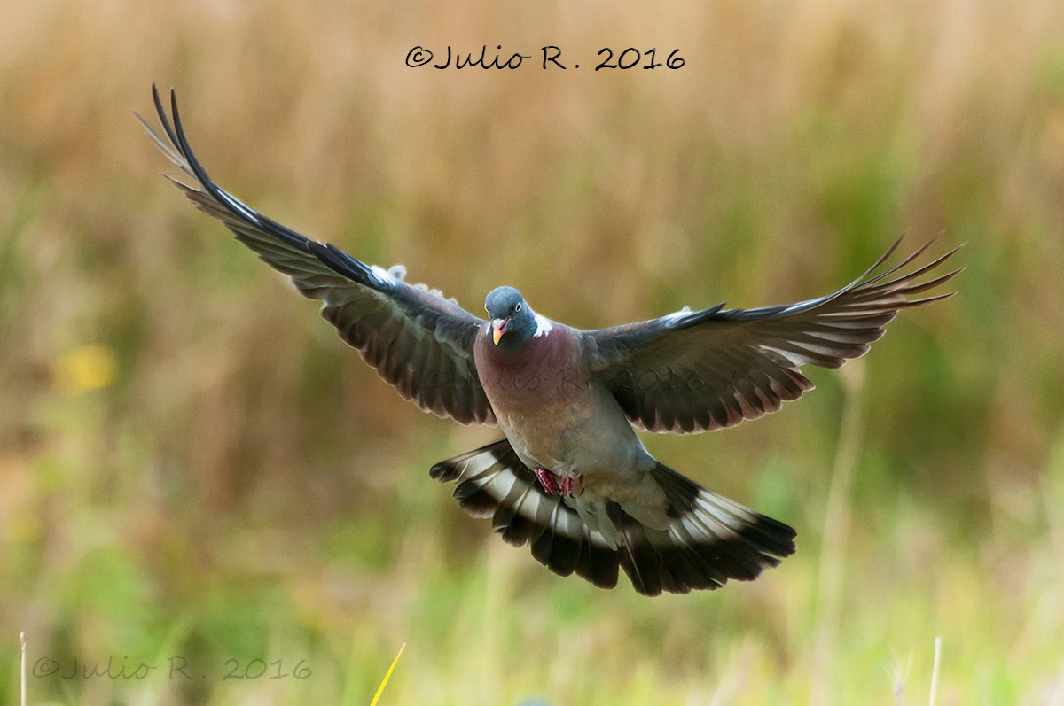 Nikon D300S + Nikon AF-S Nikkor 500mm F4G ED VR sample photo. "columba palumbus" photography