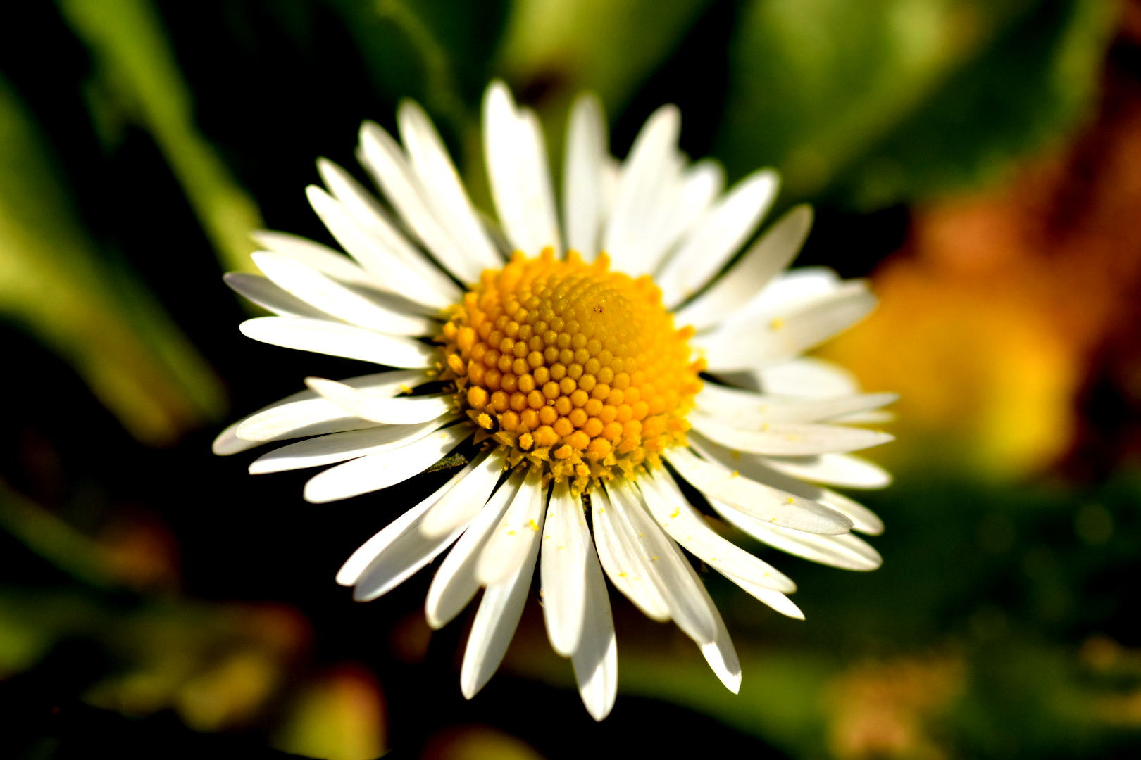 Nikon D7200 + Sigma 105mm F2.8 EX DG Macro sample photo. Daisy photography