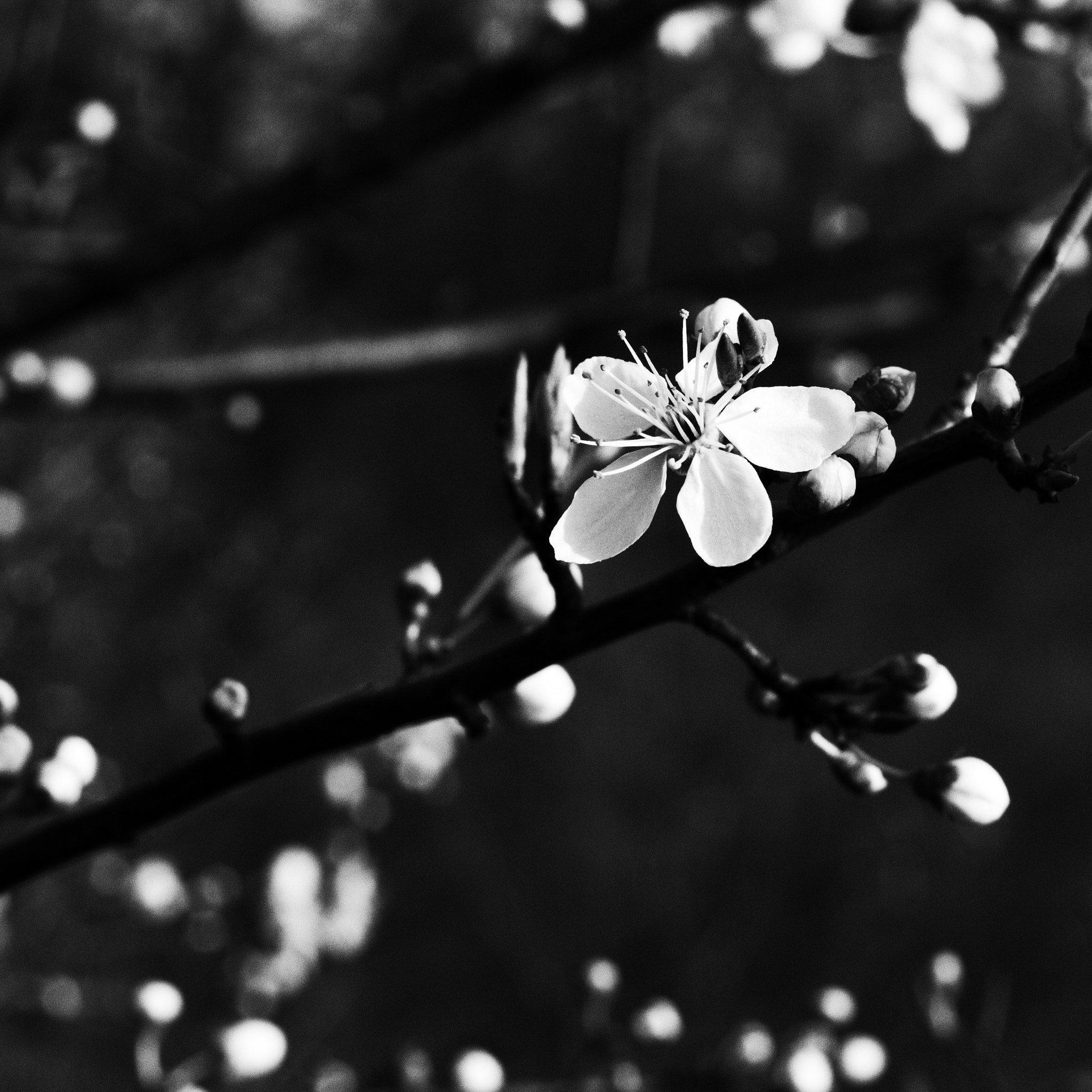 AF Zoom-Nikkor 35-70mm f/3.3-4.5 N sample photo. 12 photography