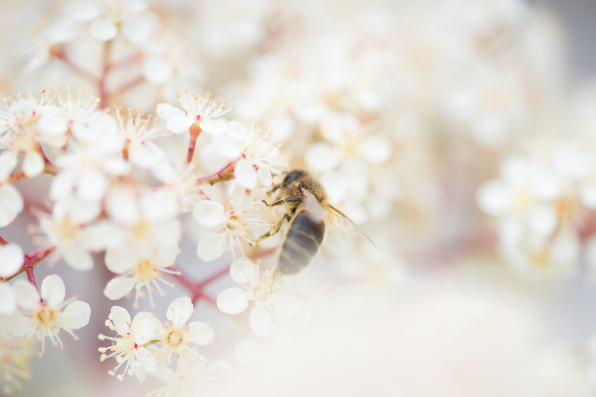 Sony a99 II + 105mm F2.8 sample photo. _dsc9859.jpg photography
