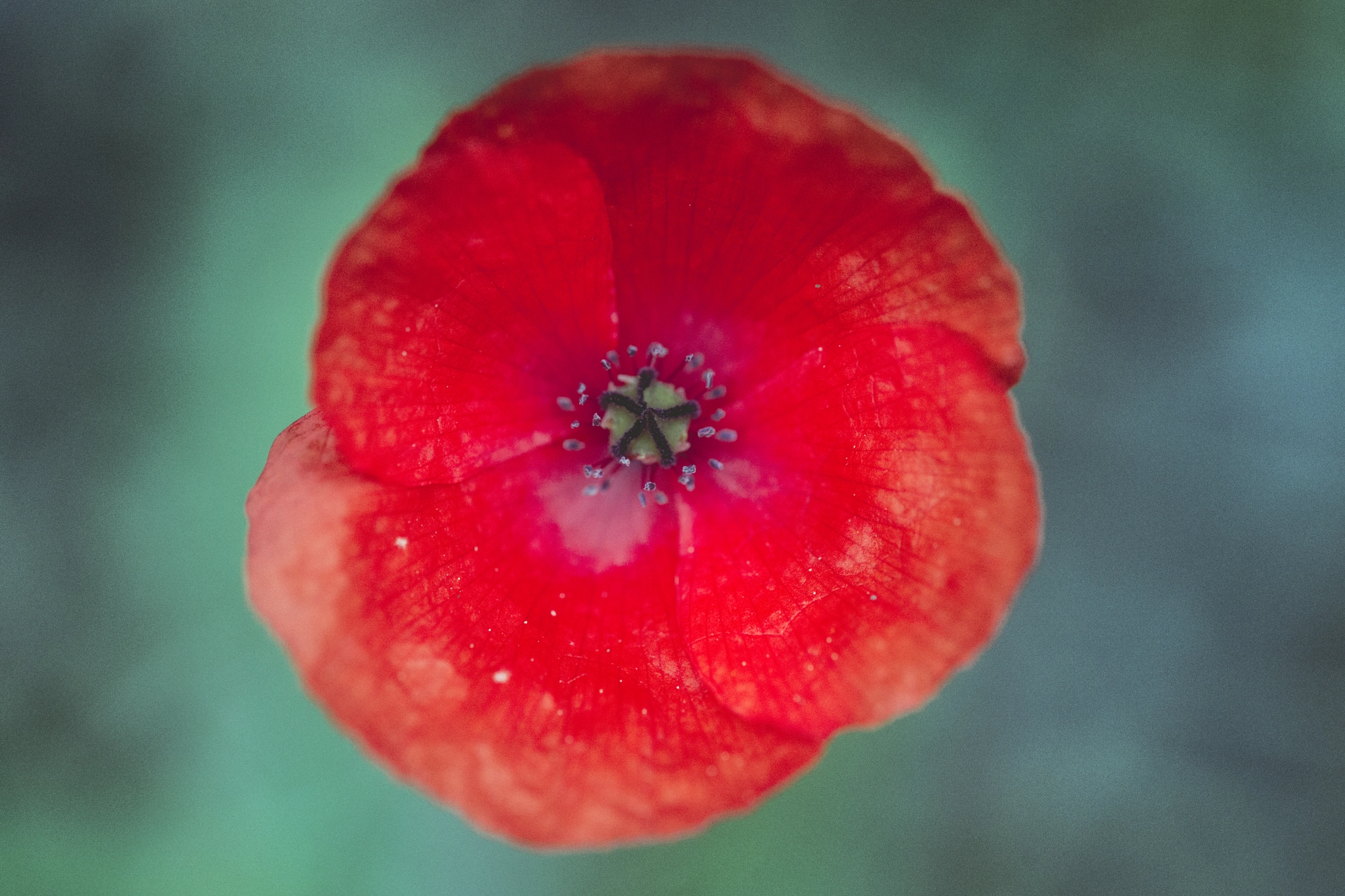 Sony a99 II + 105mm F2.8 sample photo. _dsc9875.jpg photography