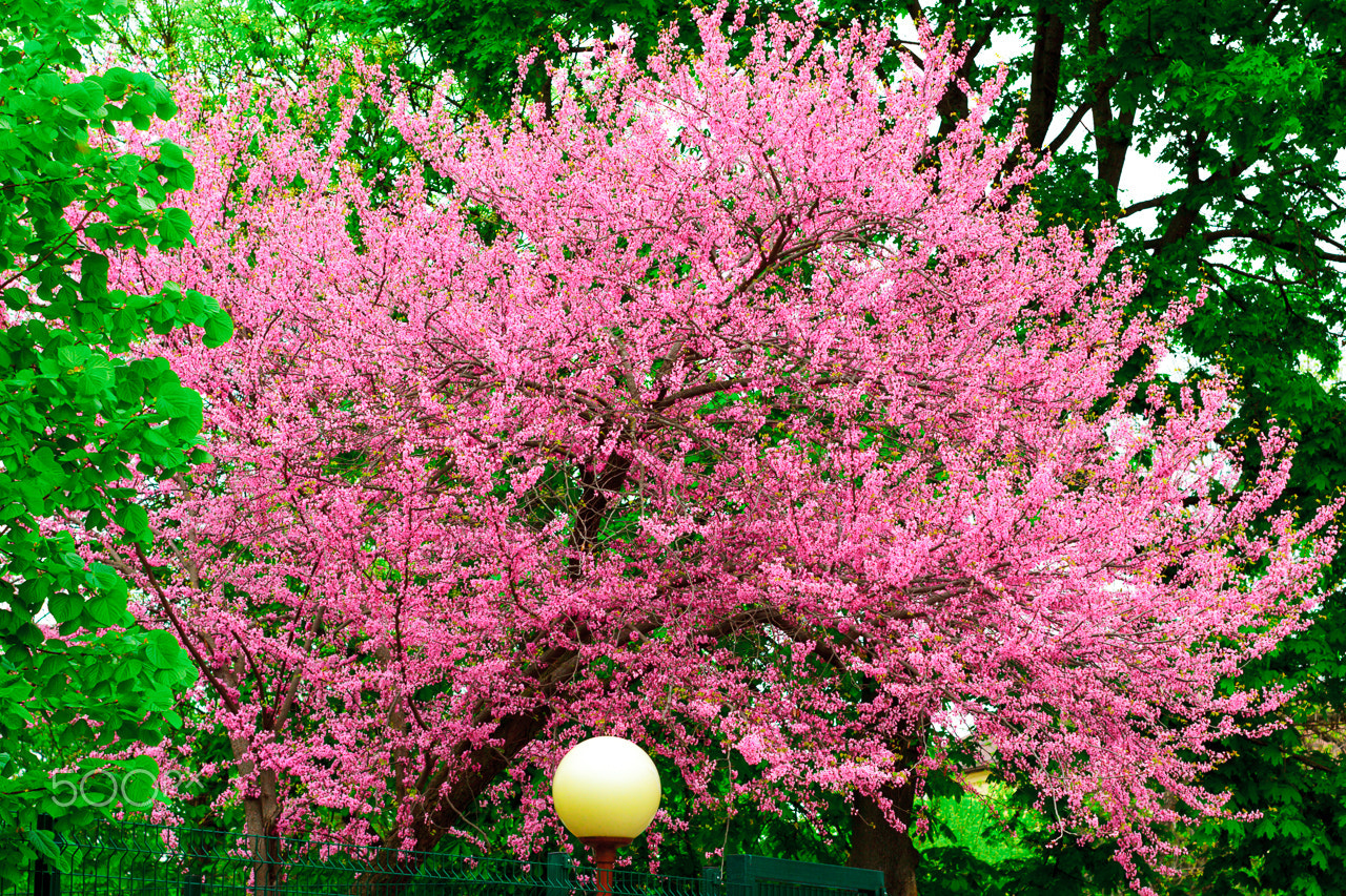 Canon EOS-1D Mark IV sample photo. Spring photography