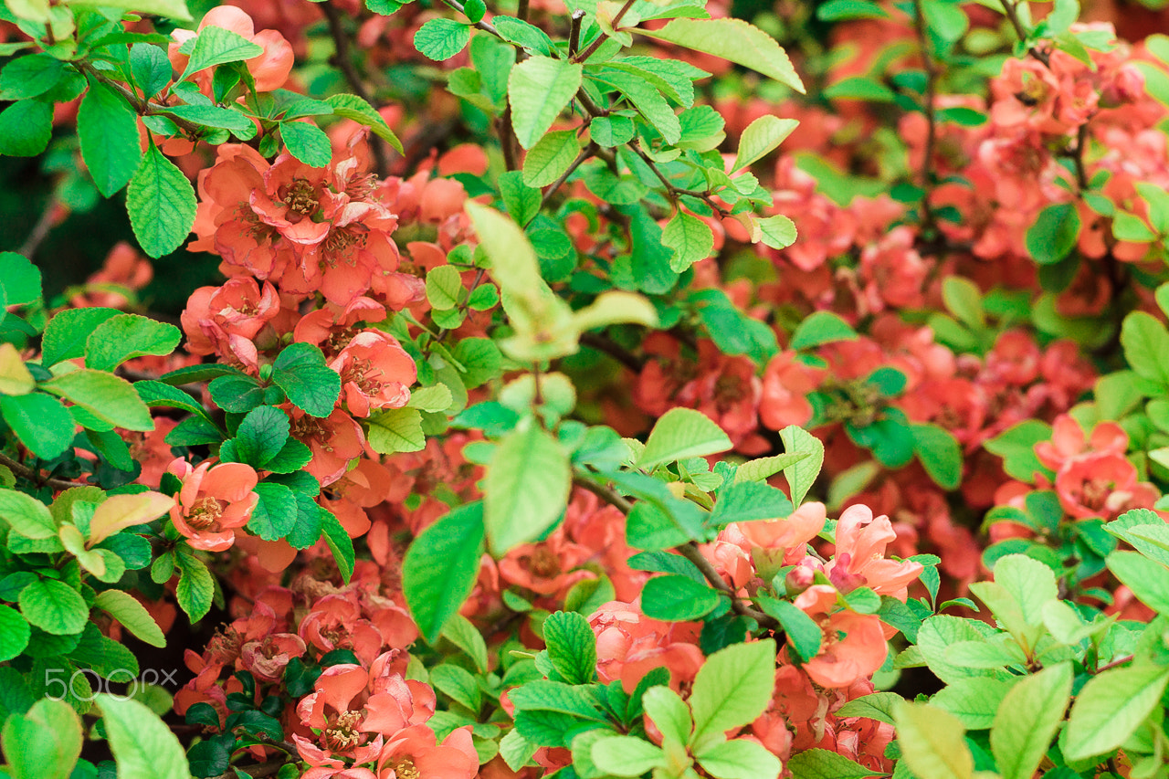 Canon EOS-1D Mark IV sample photo. Spring photography