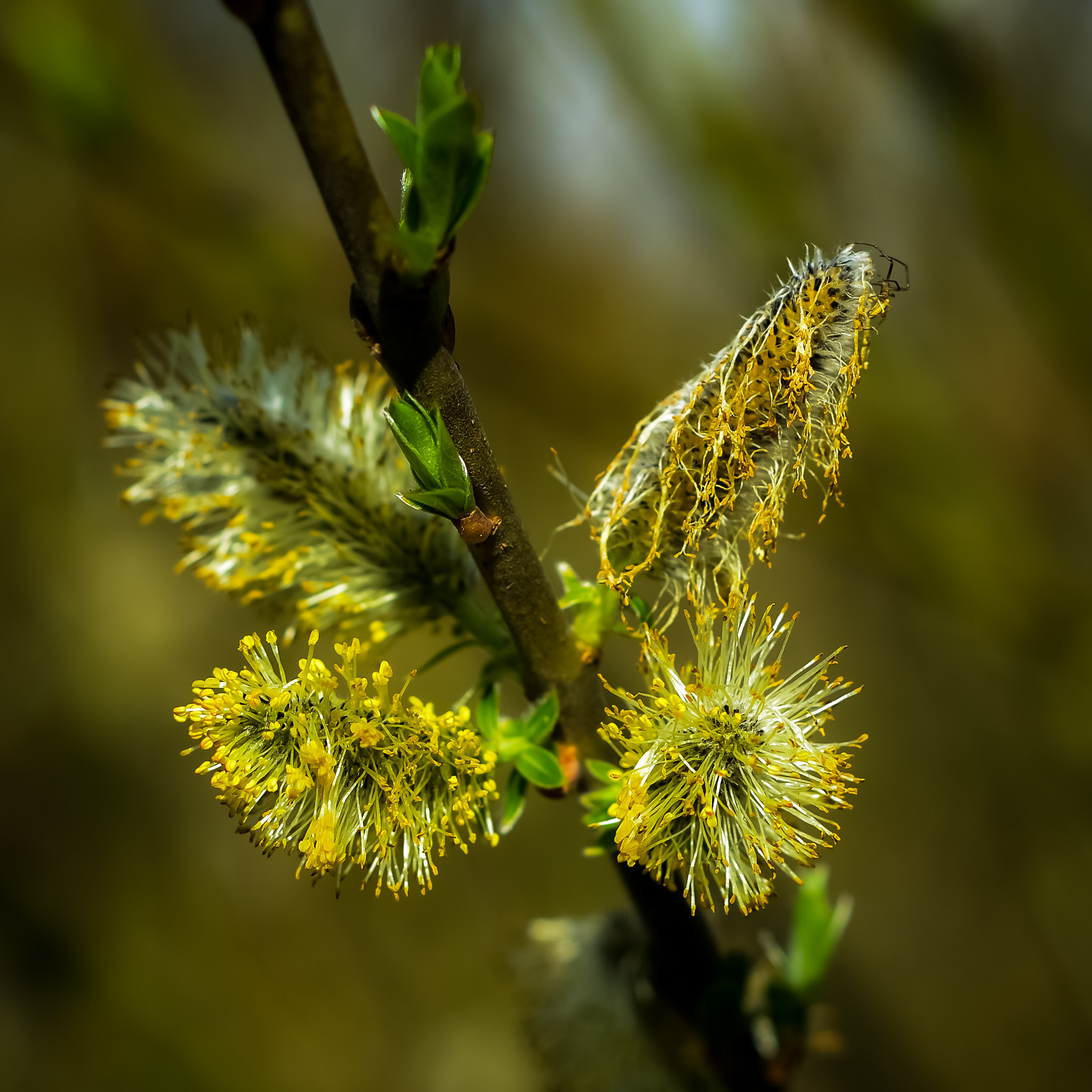 Nikon D800 + AF Nikkor 50mm f/1.8 sample photo. Willow after rain photography