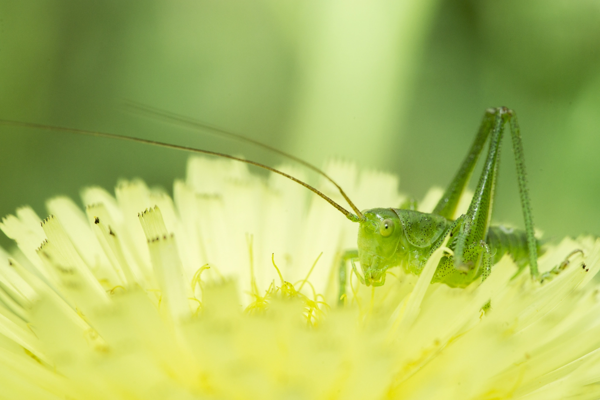 Sony a99 II + 105mm F2.8 sample photo. _dsc9926.jpg photography