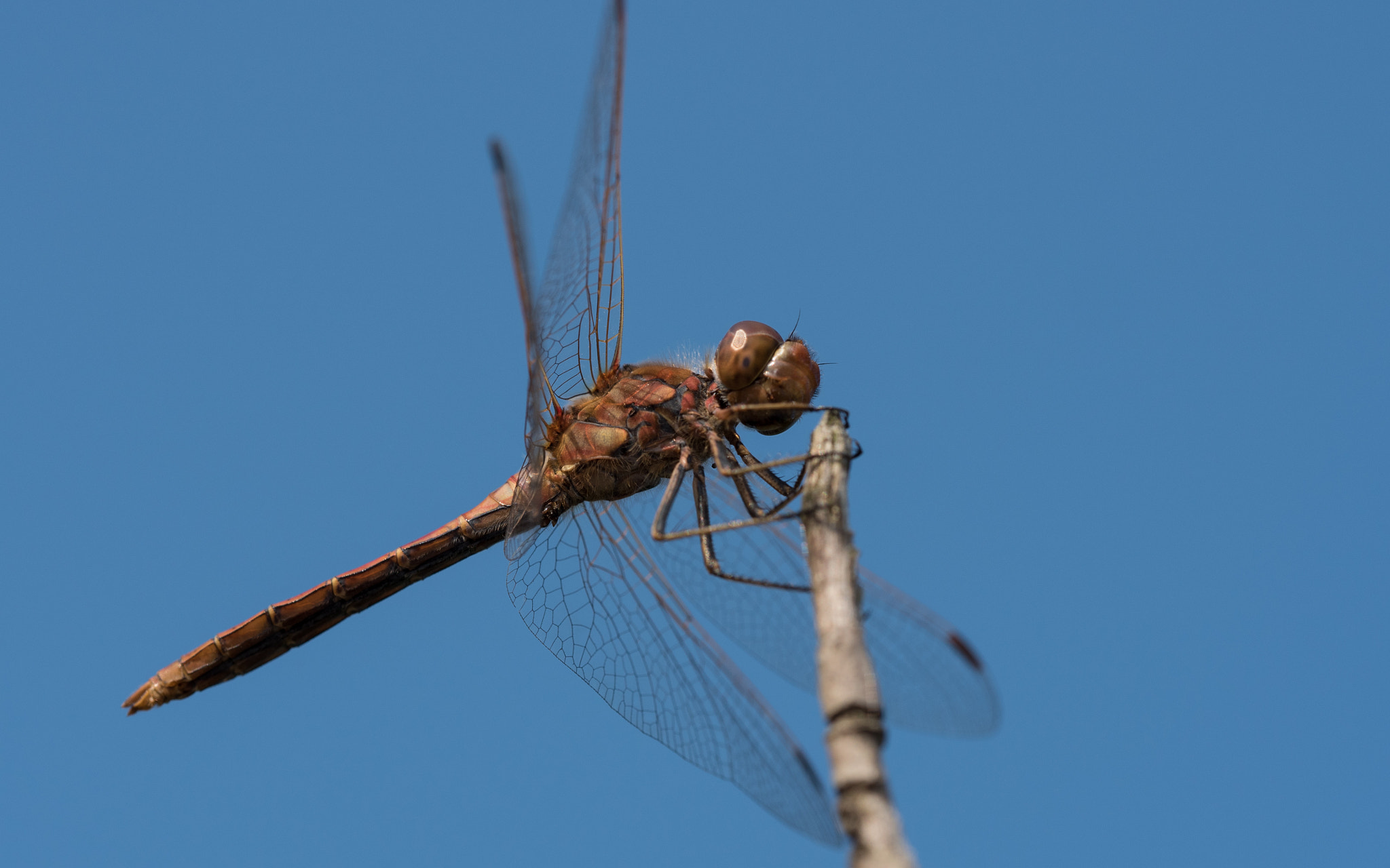 Olympus M.Zuiko Digital ED 60mm F2.8 Macro sample photo. Brown dragonfly on blue background photography