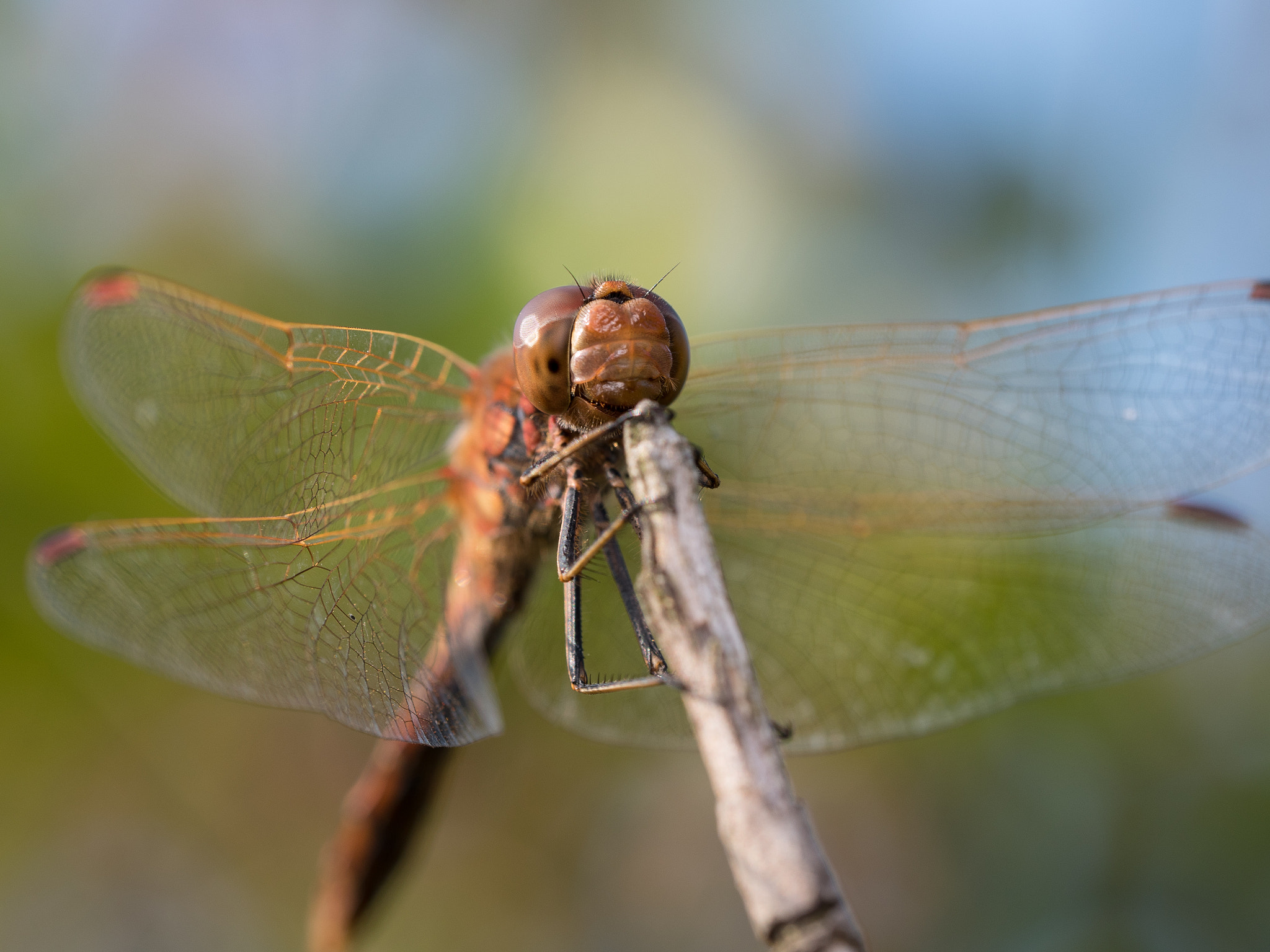 Olympus M.Zuiko Digital ED 60mm F2.8 Macro sample photo. Holding on to tip photography