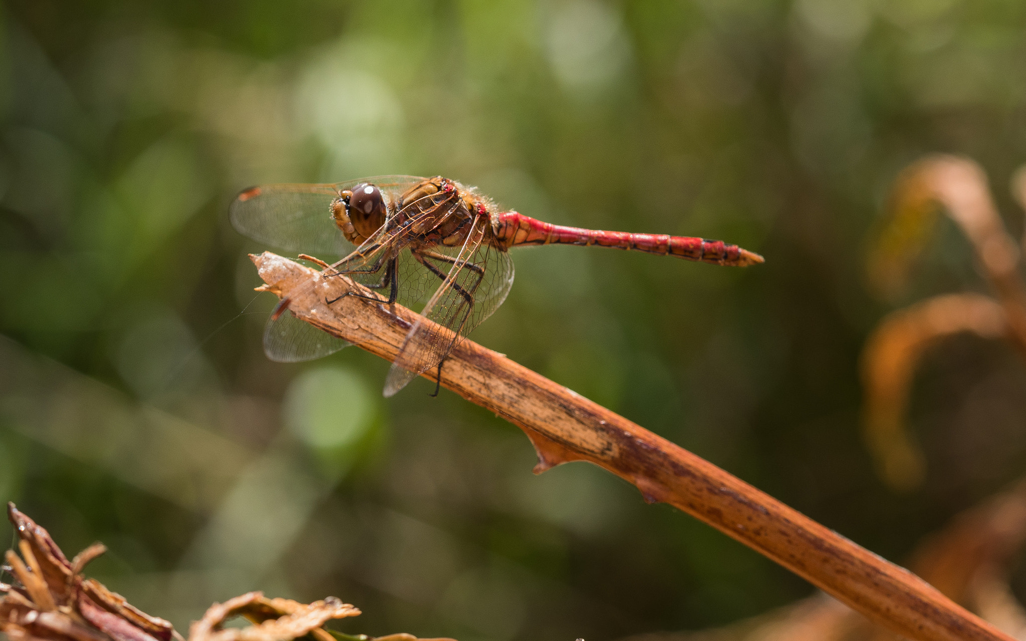 Olympus M.Zuiko Digital ED 60mm F2.8 Macro sample photo. Big red photography