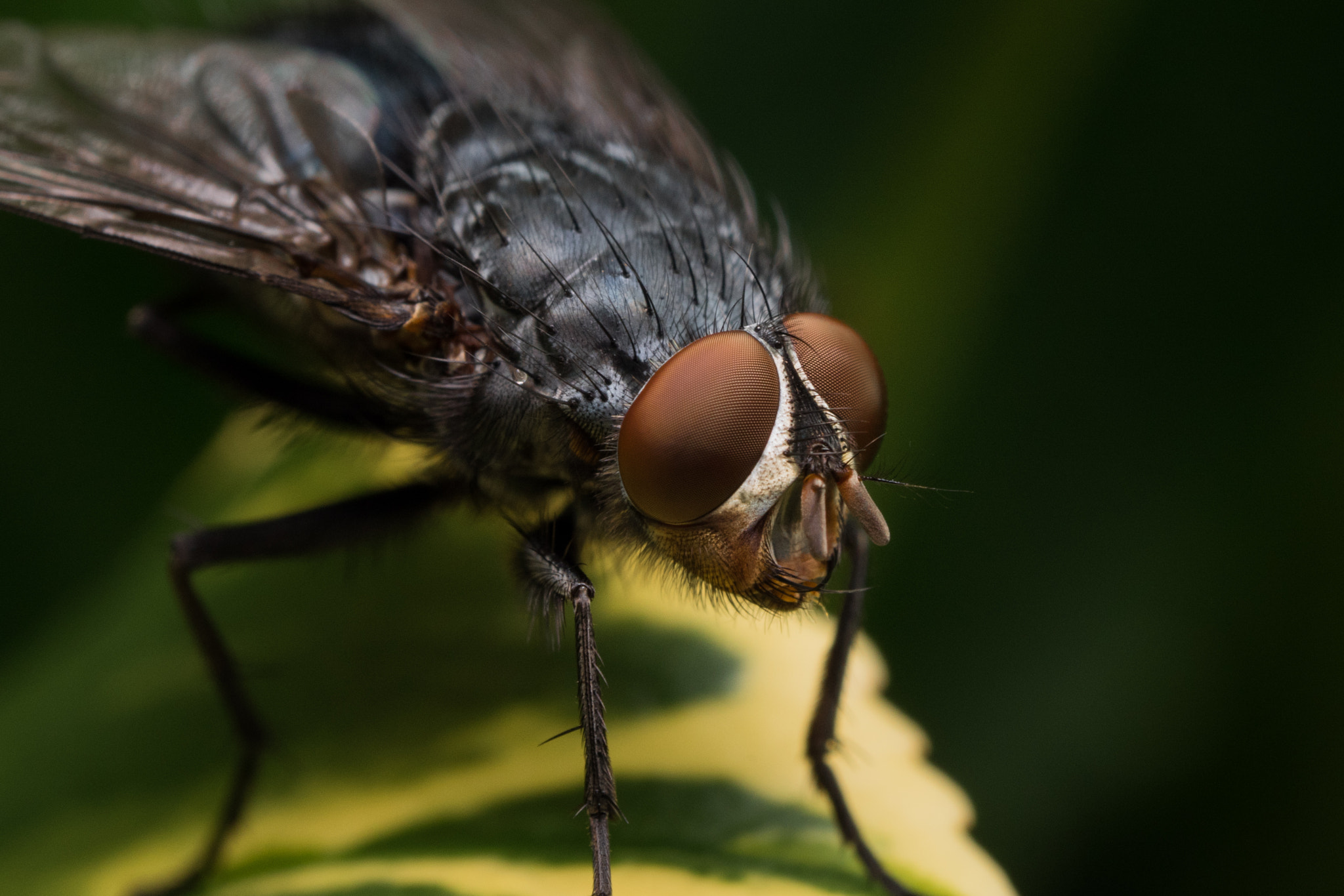 Olympus M.Zuiko Digital ED 60mm F2.8 Macro sample photo. Macro tough looking fly photography