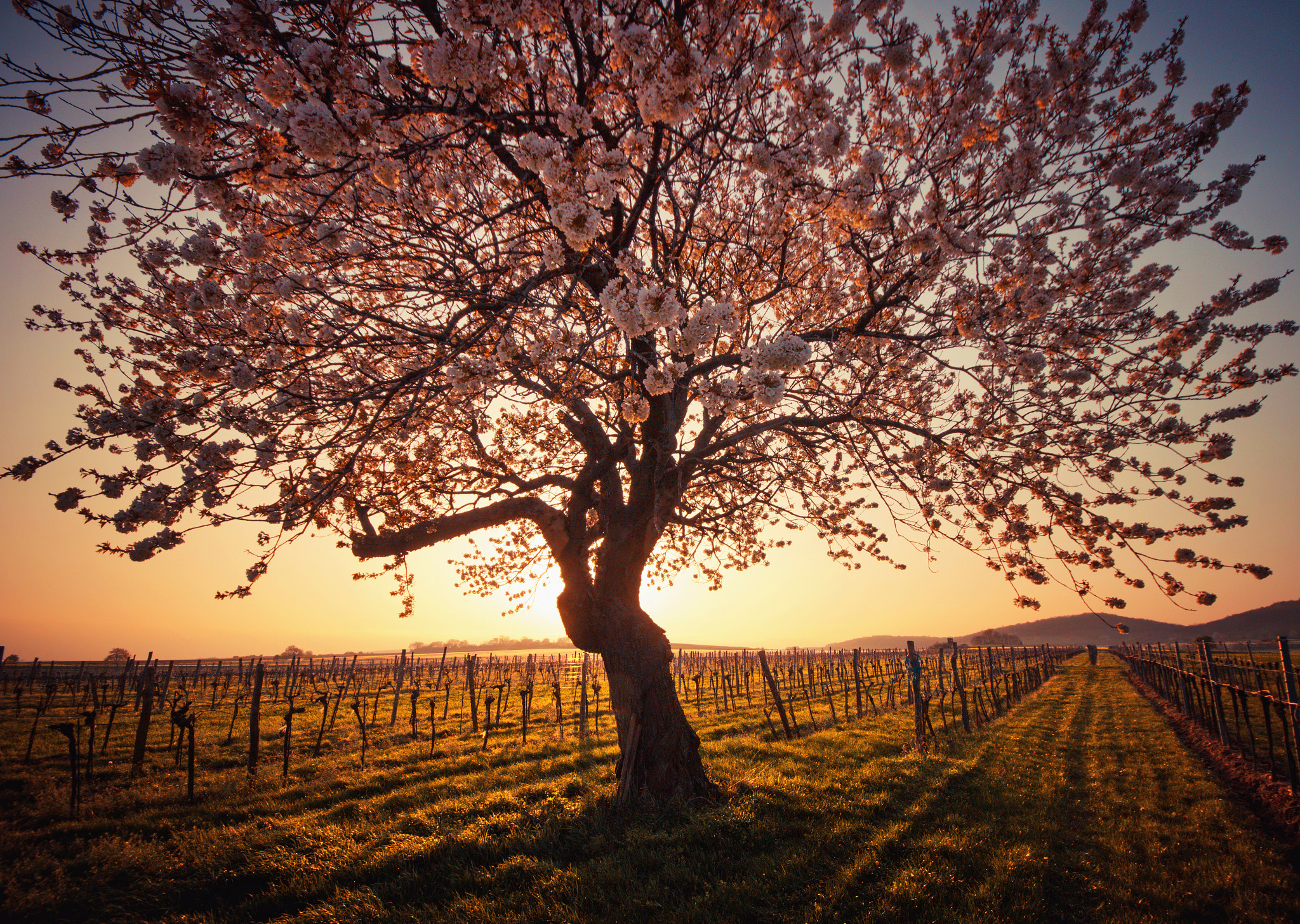Sigma AF 10-20mm F4-5.6 EX DC sample photo. Spring awakening photography