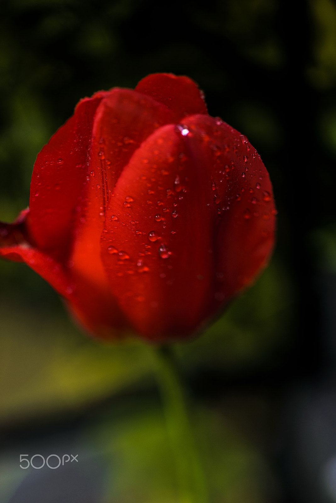 Nikon D800 + PC Micro-Nikkor 85mm f/2.8D sample photo. Tulip red photography