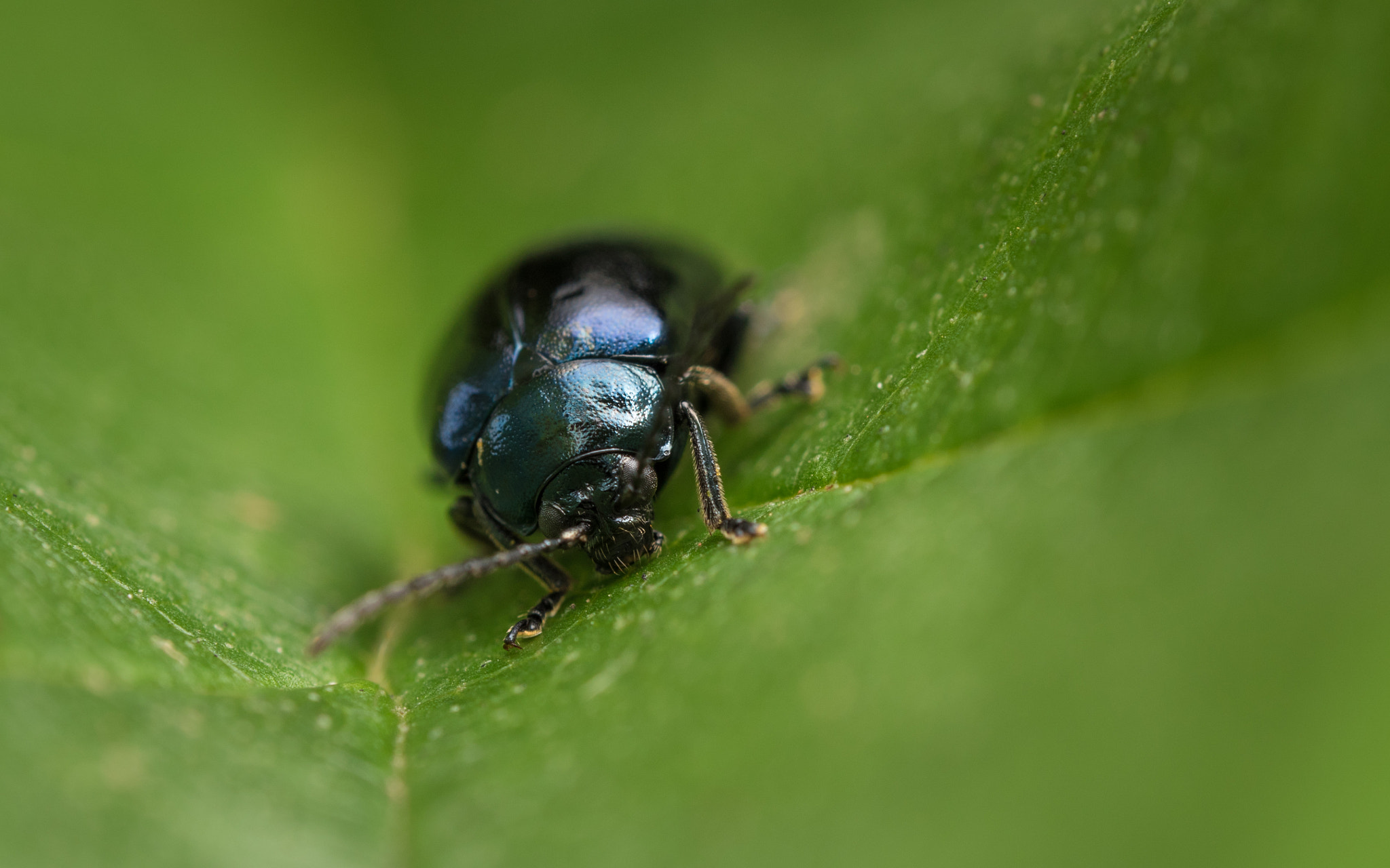 Olympus M.Zuiko Digital ED 60mm F2.8 Macro sample photo. Little metallic bug photography