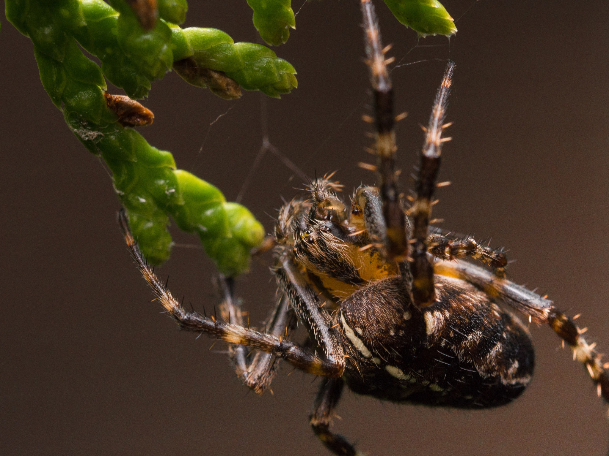 Olympus M.Zuiko Digital ED 60mm F2.8 Macro sample photo. Hanging upside down spider photography
