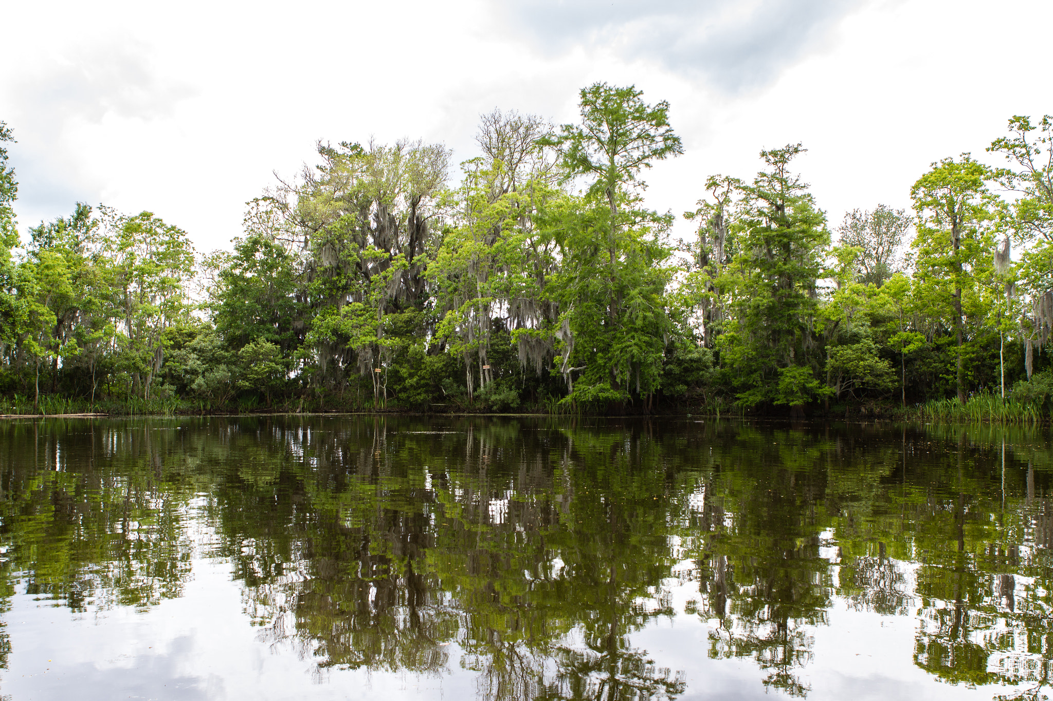 Canon EOS 550D (EOS Rebel T2i / EOS Kiss X4) sample photo. Louisiana bayou photography