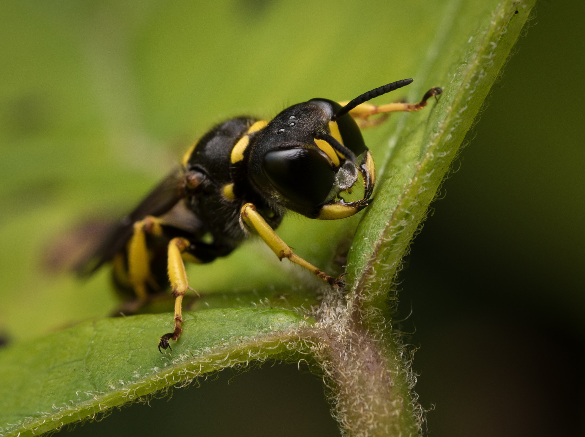 Olympus M.Zuiko Digital ED 60mm F2.8 Macro sample photo. Big wasp  photography