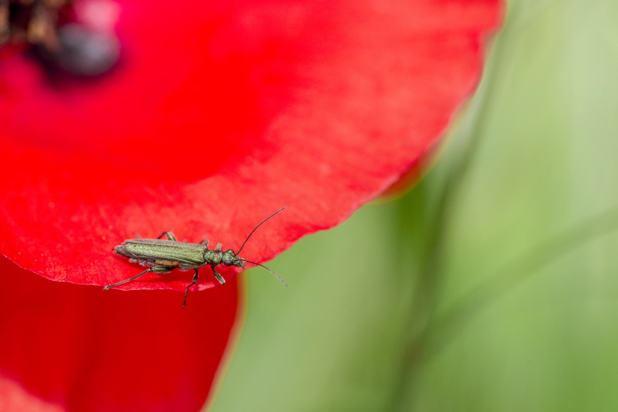 Sony a99 II + 105mm F2.8 sample photo. _dsc9898.jpg photography