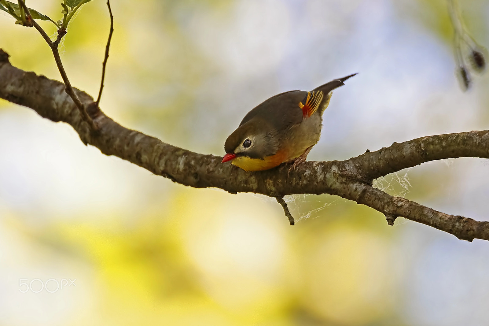 Sigma 150-600mm F5-6.3 DG OS HSM | C sample photo. Usignolo del giappone photography