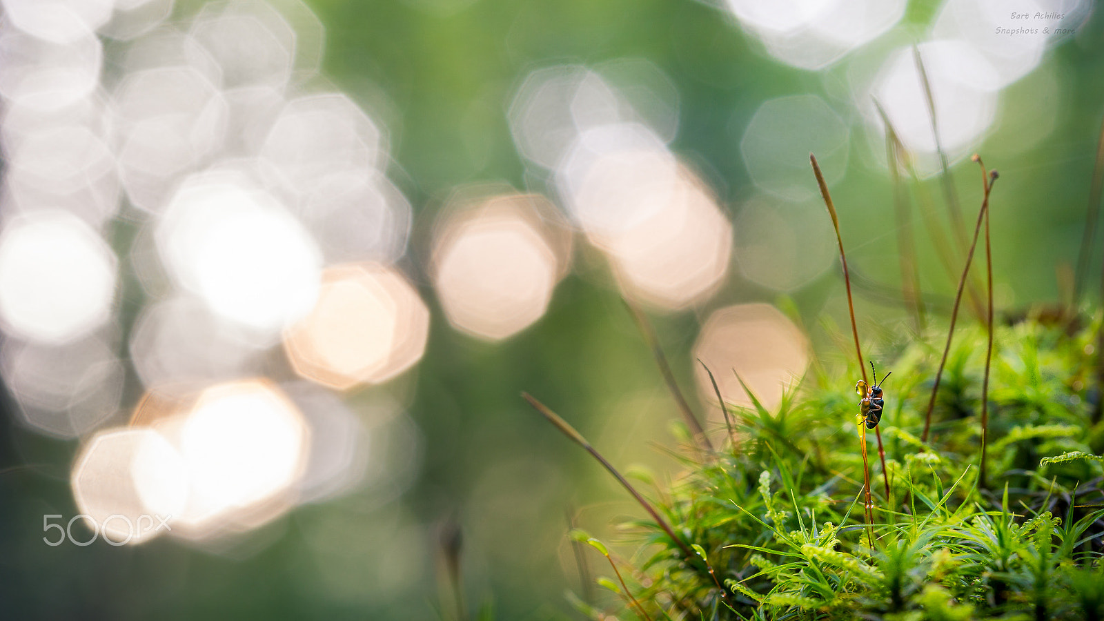 Sony ILCA-77M2 sample photo. Bug and bokeh photography