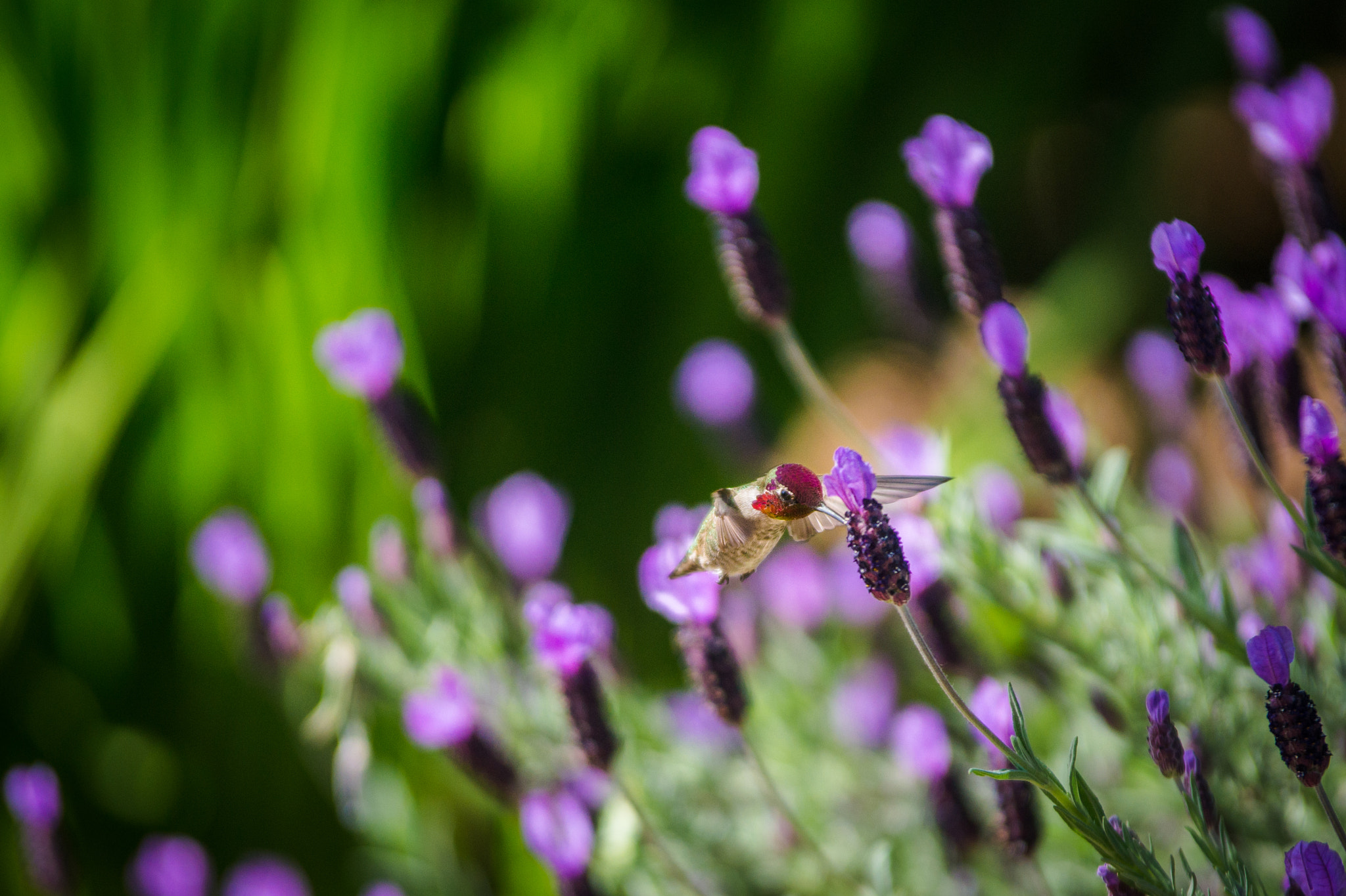 Sony a99 II + Tamron SP AF 70-200mm F2.8 Di LD (IF) MACRO sample photo. Humming bird photography