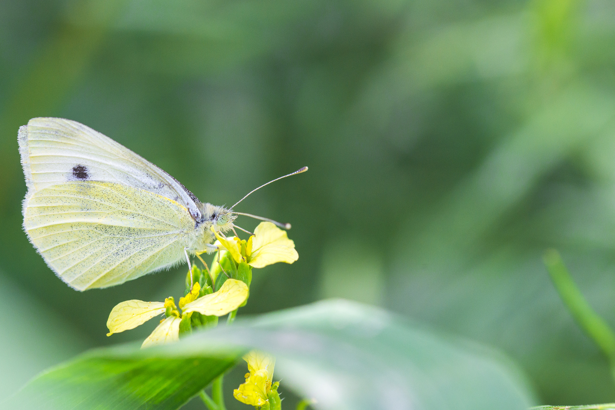 Sony a99 II + 105mm F2.8 sample photo. _dsc9799.jpg photography