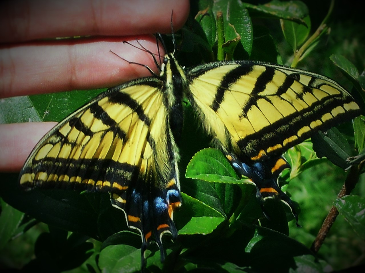 Samsung PL90/VLUU PL90 sample photo. Una amistad inconmensurable photography