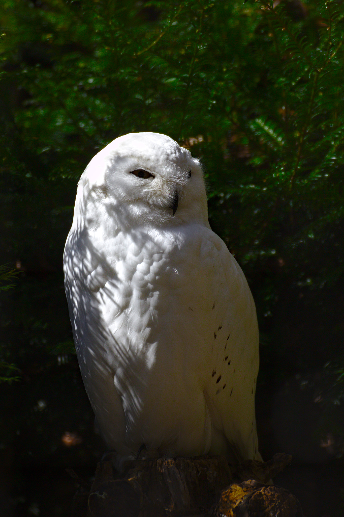 Tamron SP 35mm F1.8 Di VC USD sample photo. Snow owl photography