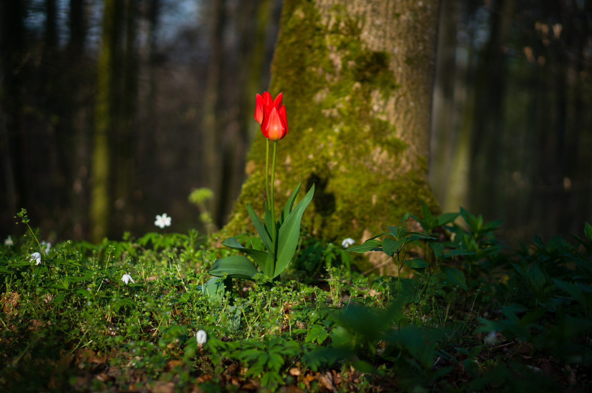 Sony Alpha NEX-5R + E 50mm F1.8 OSS sample photo. Tulip in the forest photography