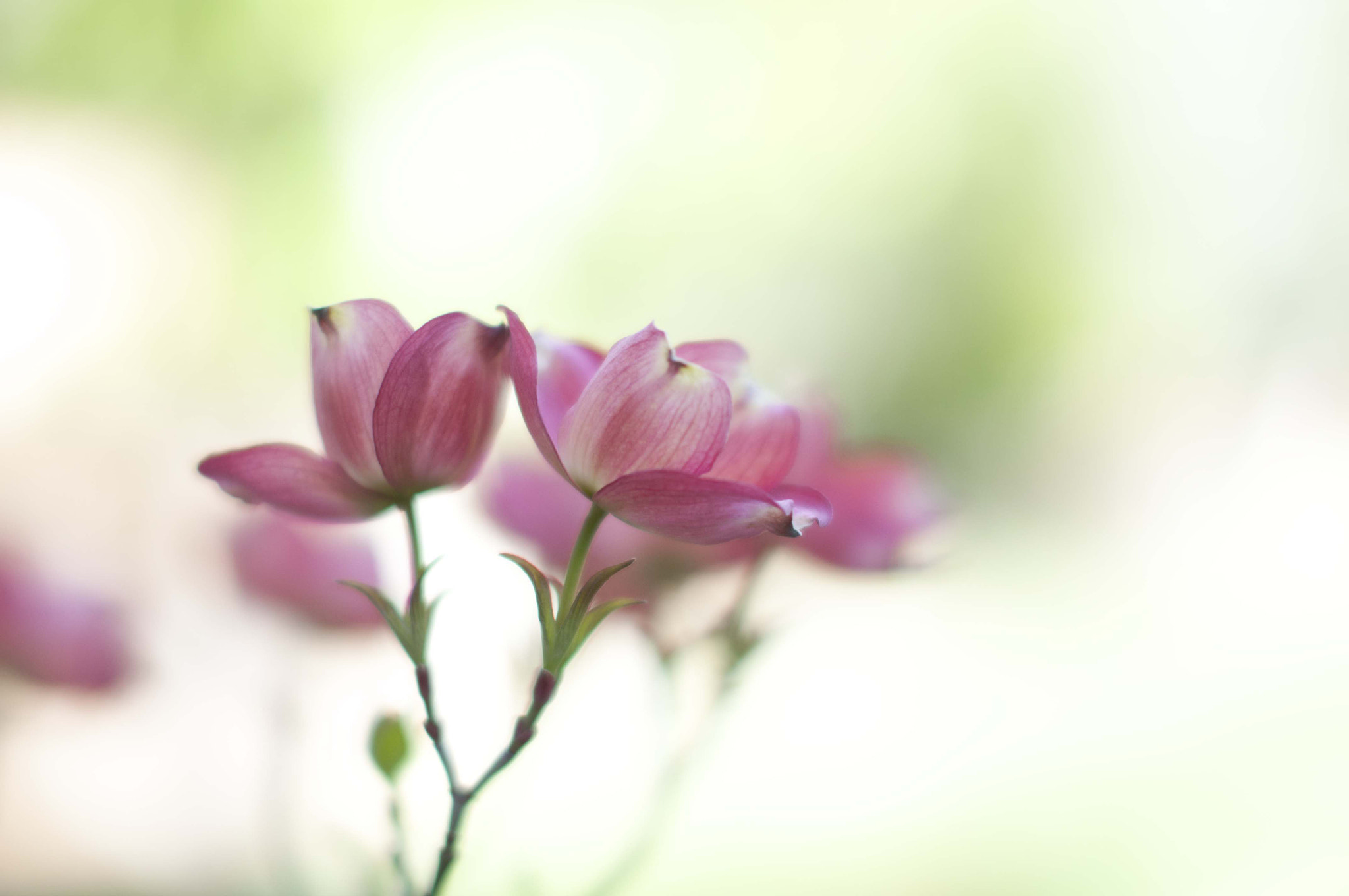 Nikon D5000 + Sigma 50mm F1.4 EX DG HSM sample photo. Dogwood（茱萸花) photography