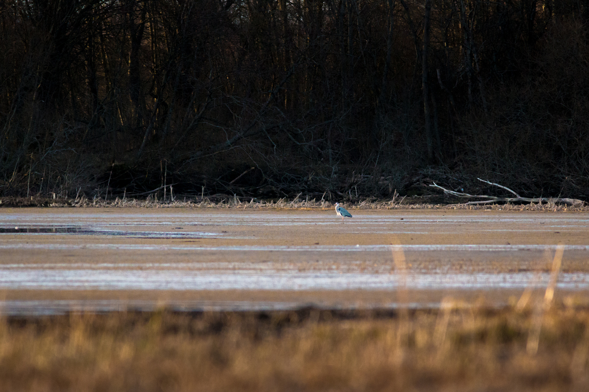 Canon EF 400mm F5.6L USM sample photo. Shy heron photography
