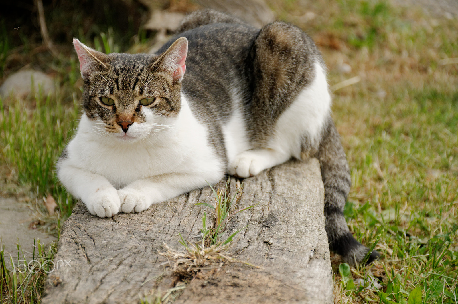 Nikon D300S sample photo. Sfingecat photography