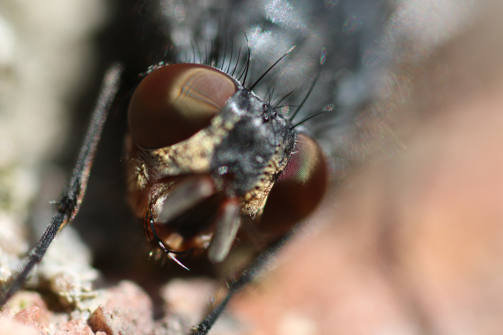 Canon MP-E 65mm F2.5 1-5x Macro Photo sample photo. Macro fly photography