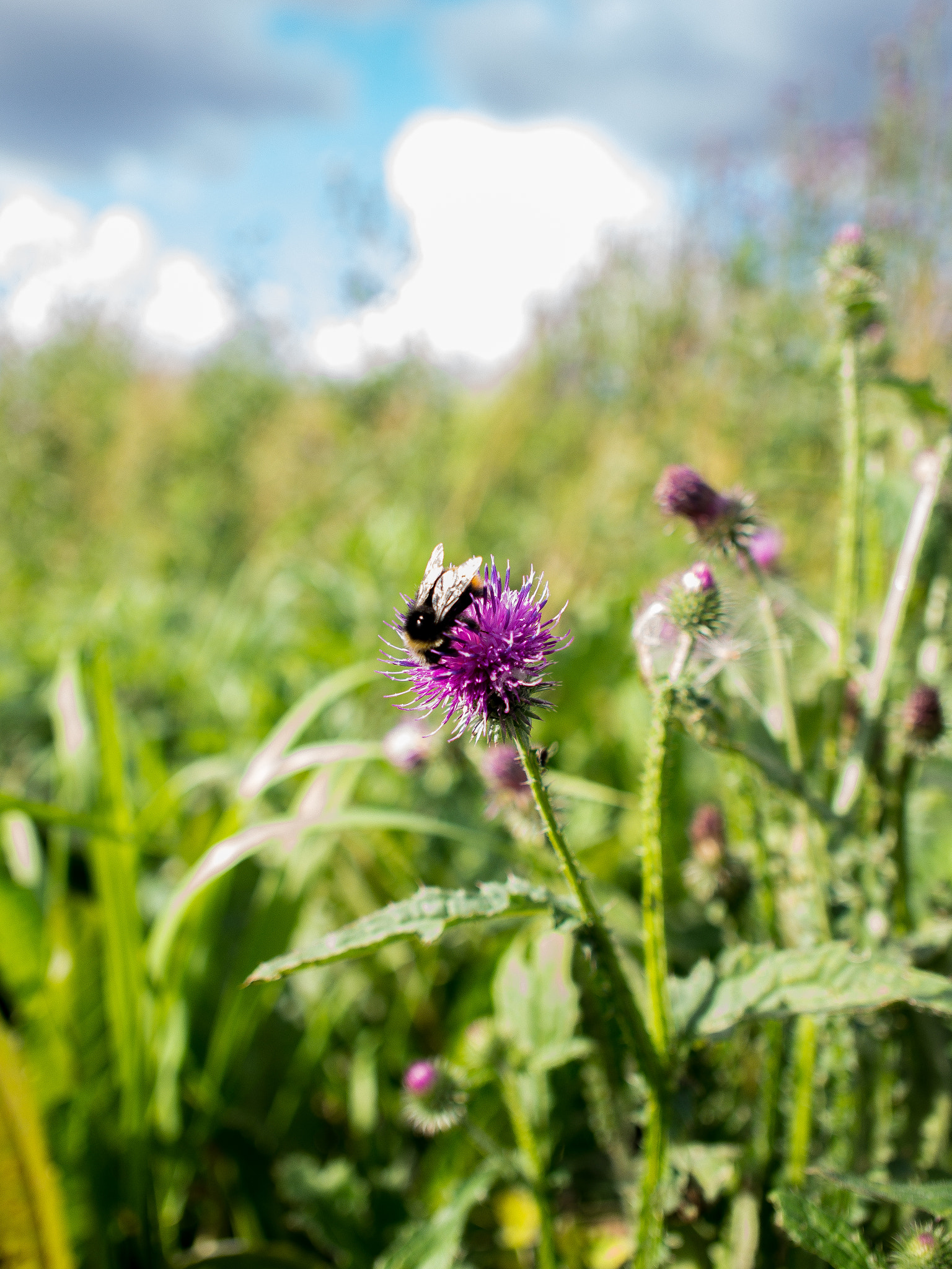 Olympus PEN E-P5 + Olympus M.Zuiko Digital 17mm F2.8 Pancake sample photo. Bee on the flower  photography