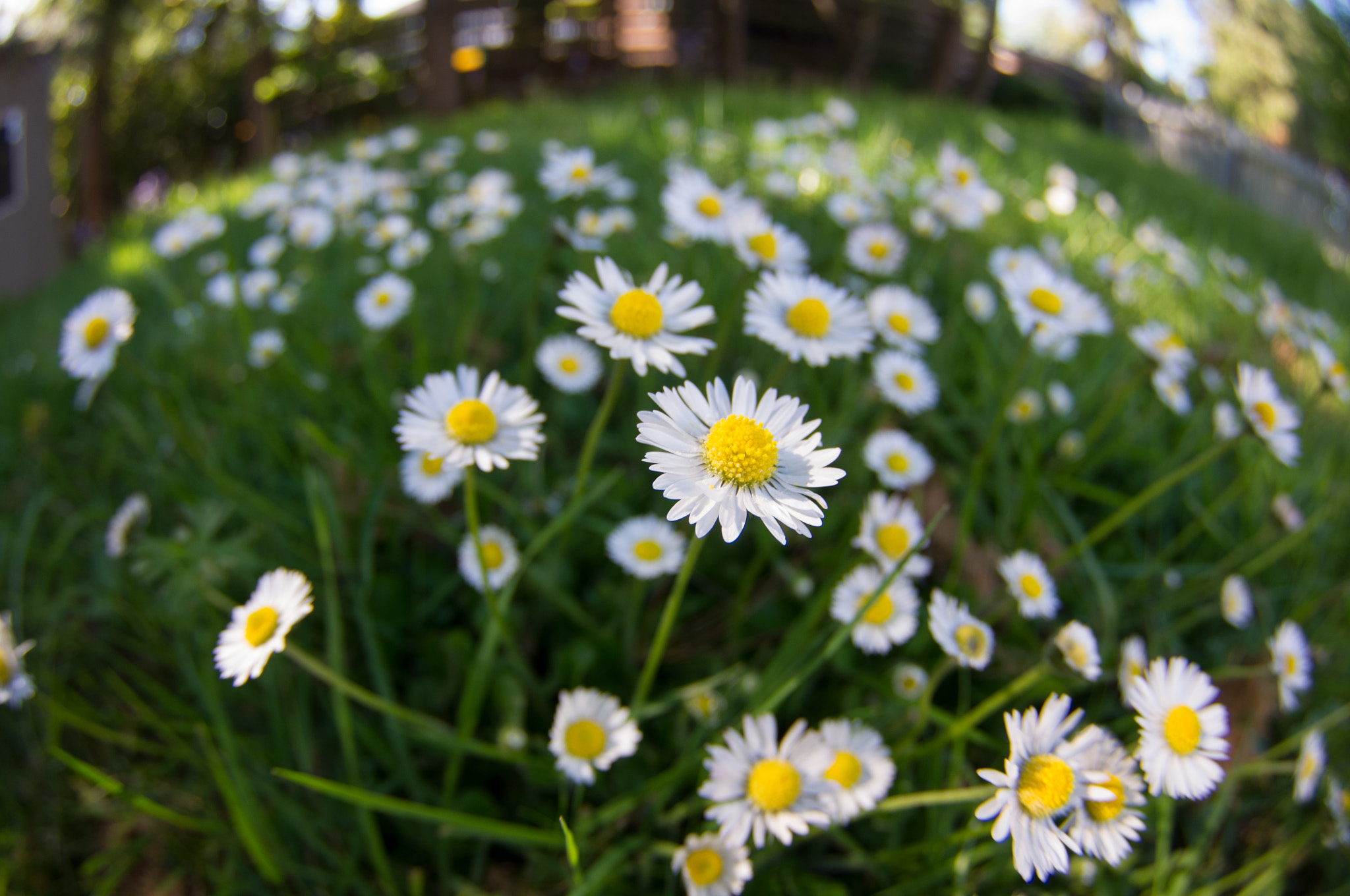 Pentax K-x sample photo. Daisy fish photography