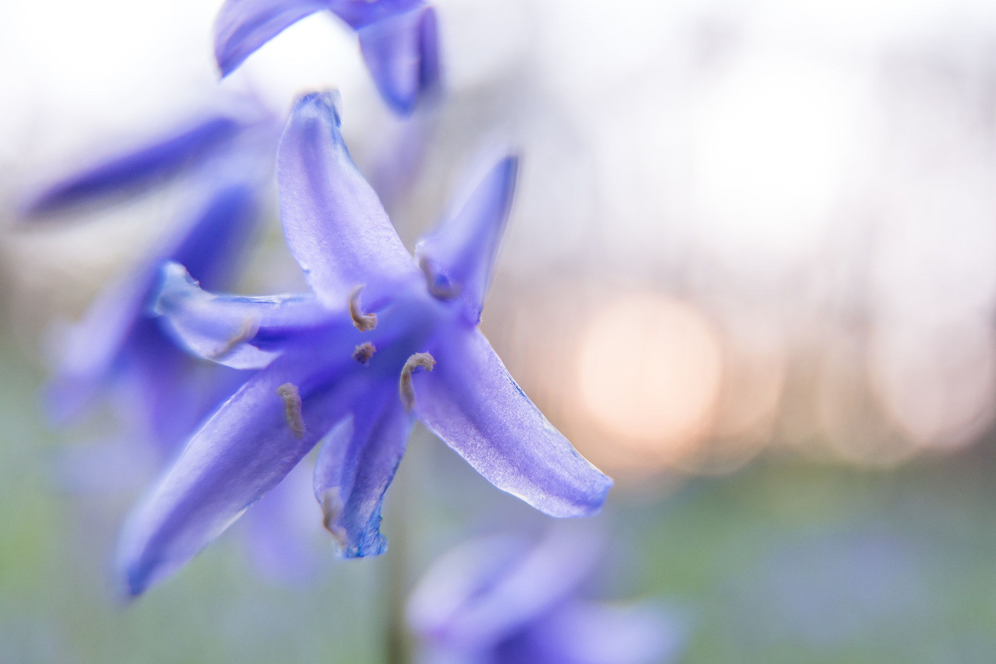 Tokina AT-X Pro 12-24mm F4 (IF) DX sample photo. Purple star photography