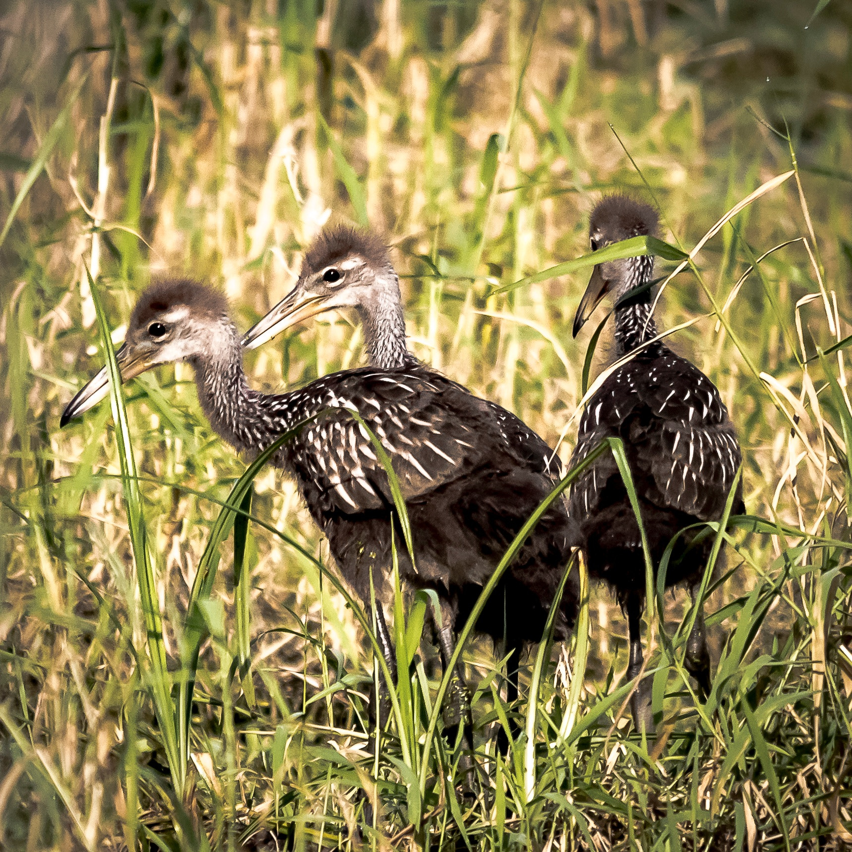 Sigma 150-500mm F5-6.3 DG OS HSM sample photo