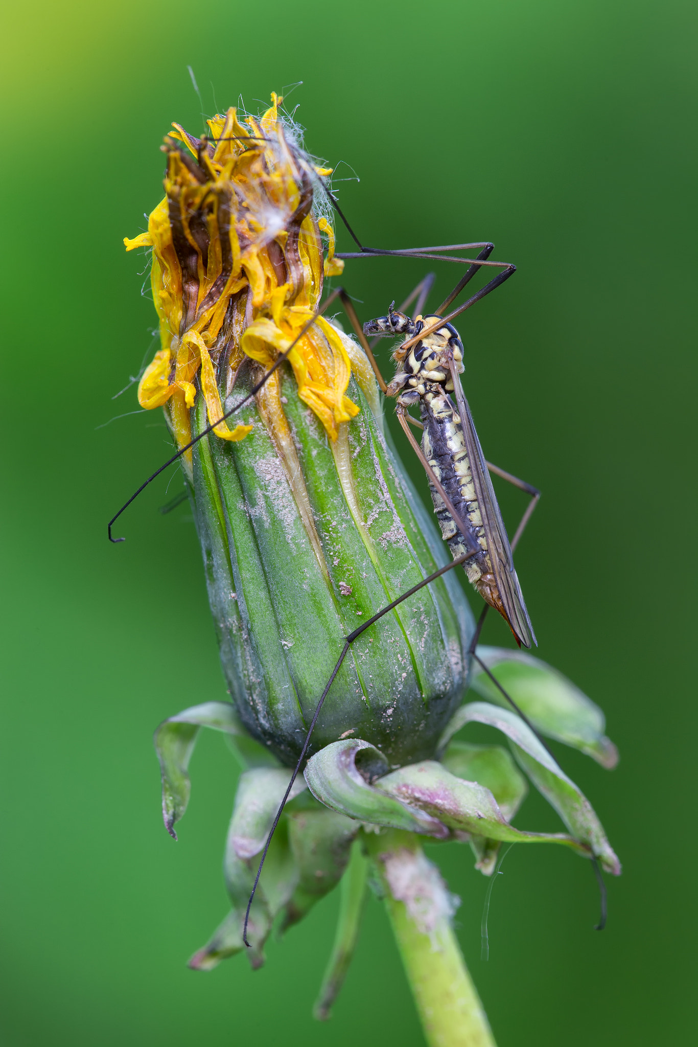Canon EF 180mm F3.5L Macro USM sample photo. Crane fly photography