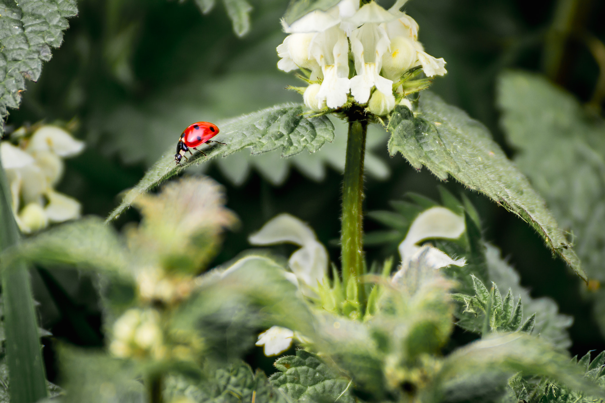 Tamron SP 35mm F1.8 Di VC USD sample photo. Coccinelle photography