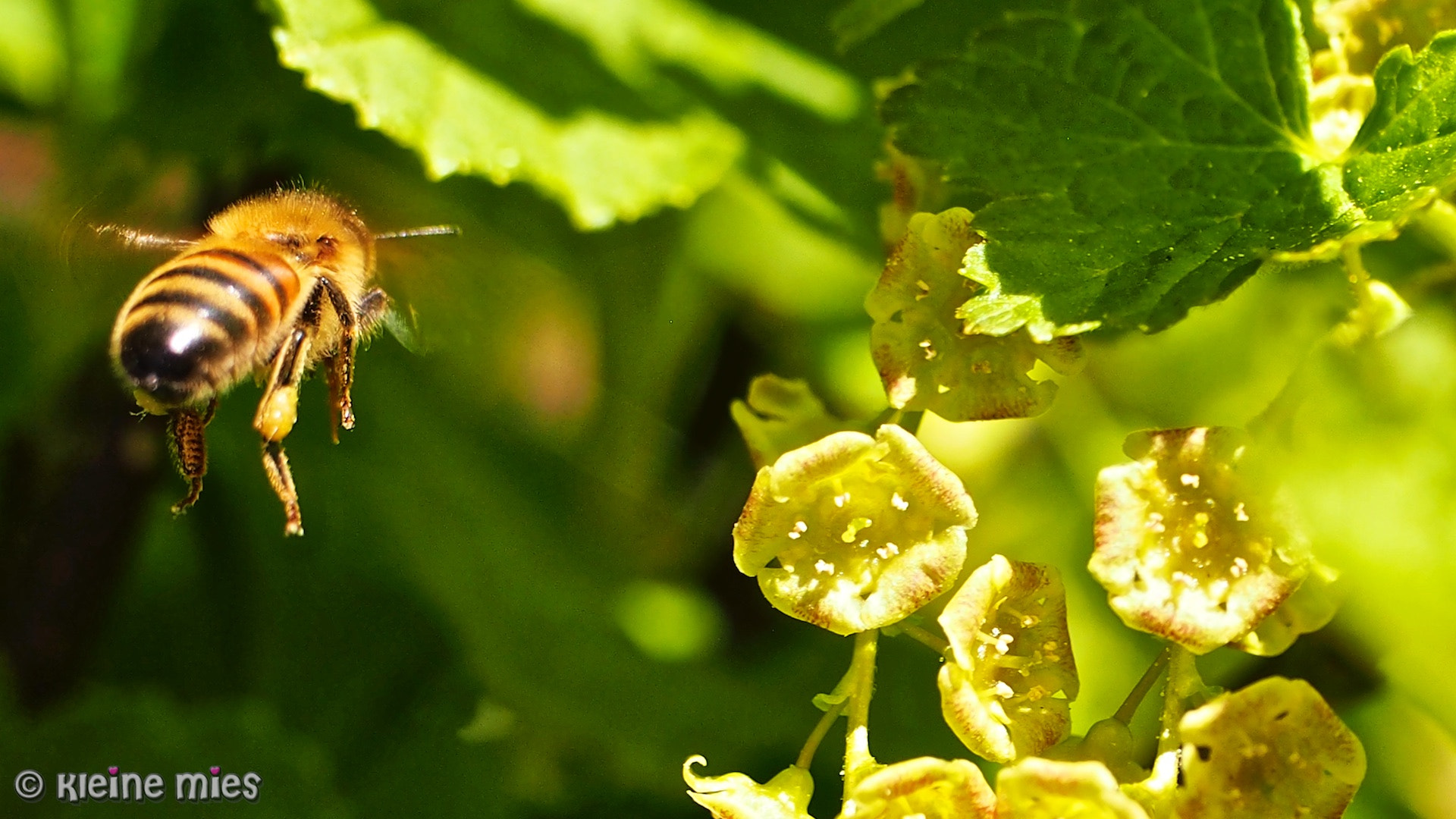 Panasonic Leica DG Macro-Elmarit 45mm F2.8 ASPH OIS sample photo. Bee my honey photography
