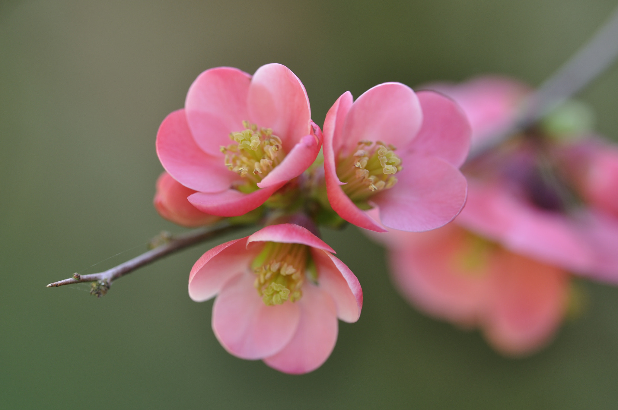 Sigma 150mm F2.8 EX DG OS Macro HSM sample photo. Flower macro photography