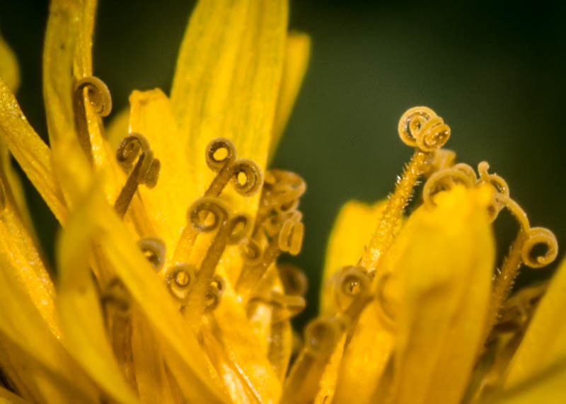 Nikon D7100 + Sigma 105mm F2.8 EX DG Macro sample photo. Dandelion photography