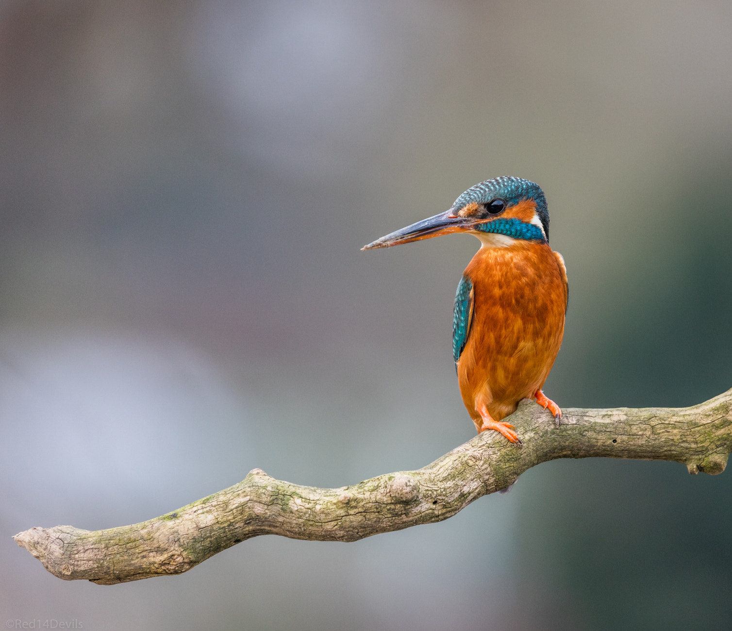 Canon EF 100-400mm F4.5-5.6L IS II USM sample photo. Female common kingfisher photography