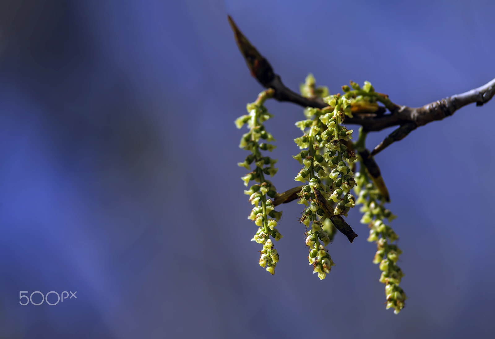 Tamron SP AF 70-200mm F2.8 Di LD (IF) MACRO sample photo. Verdes  photography