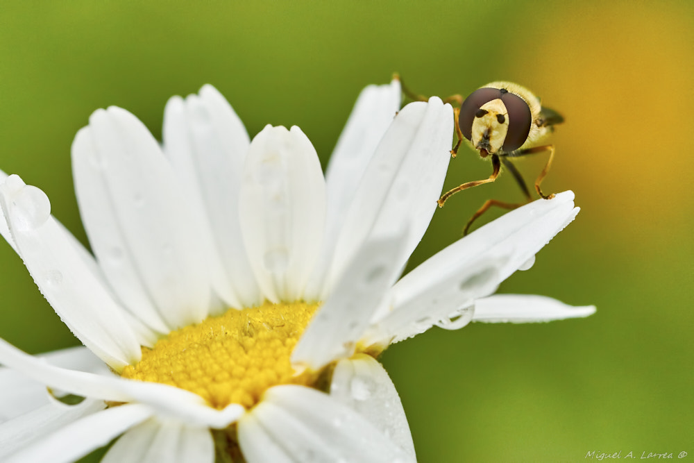 Sony ILCA-77M2 sample photo. Hoverfly photography