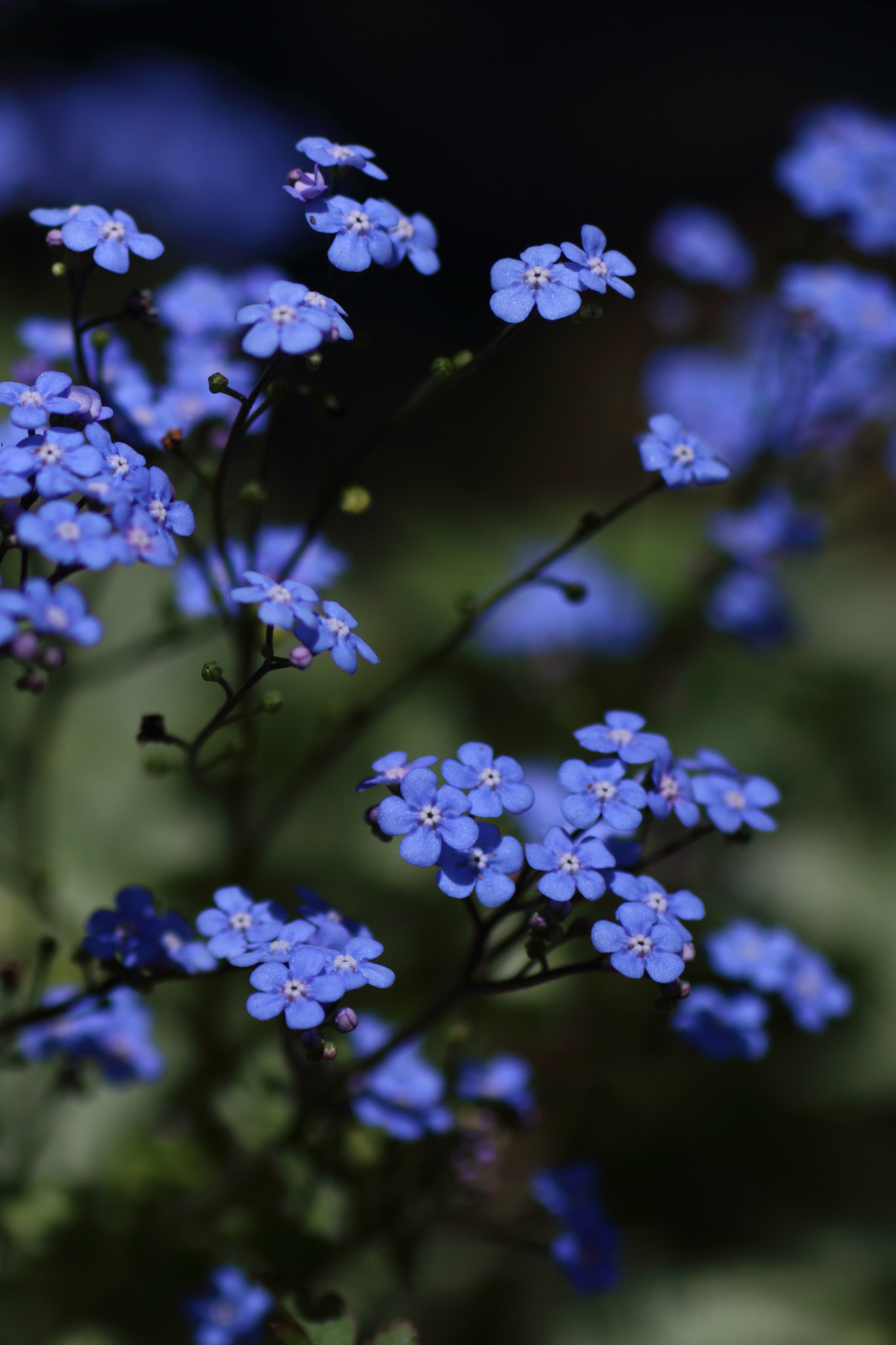 Sigma 70mm F2.8 EX DG Macro sample photo. Blue dreamers photography