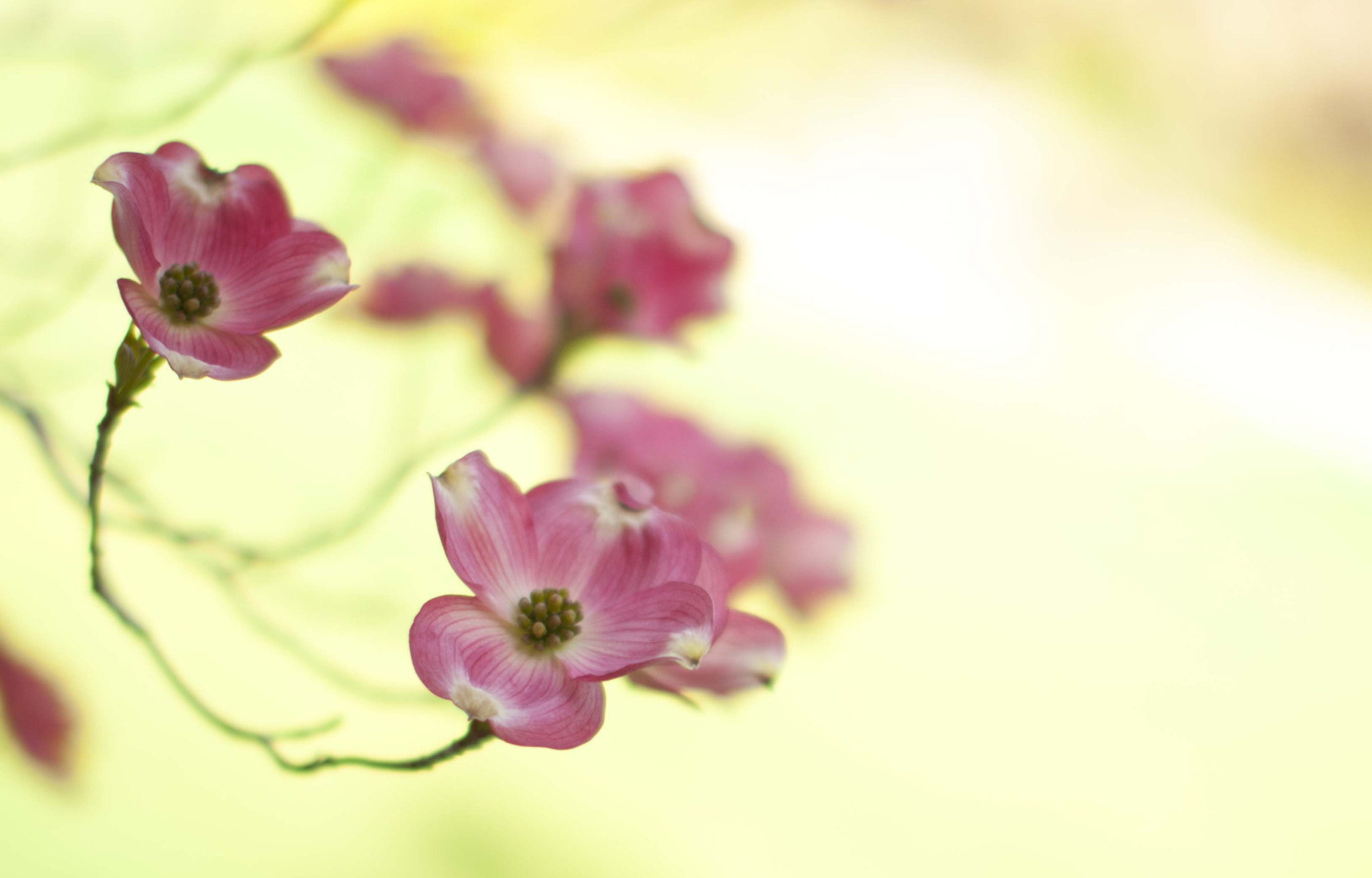 Nikon D5000 + Sigma 50mm F1.4 EX DG HSM sample photo. 茱萸花dogwood photography