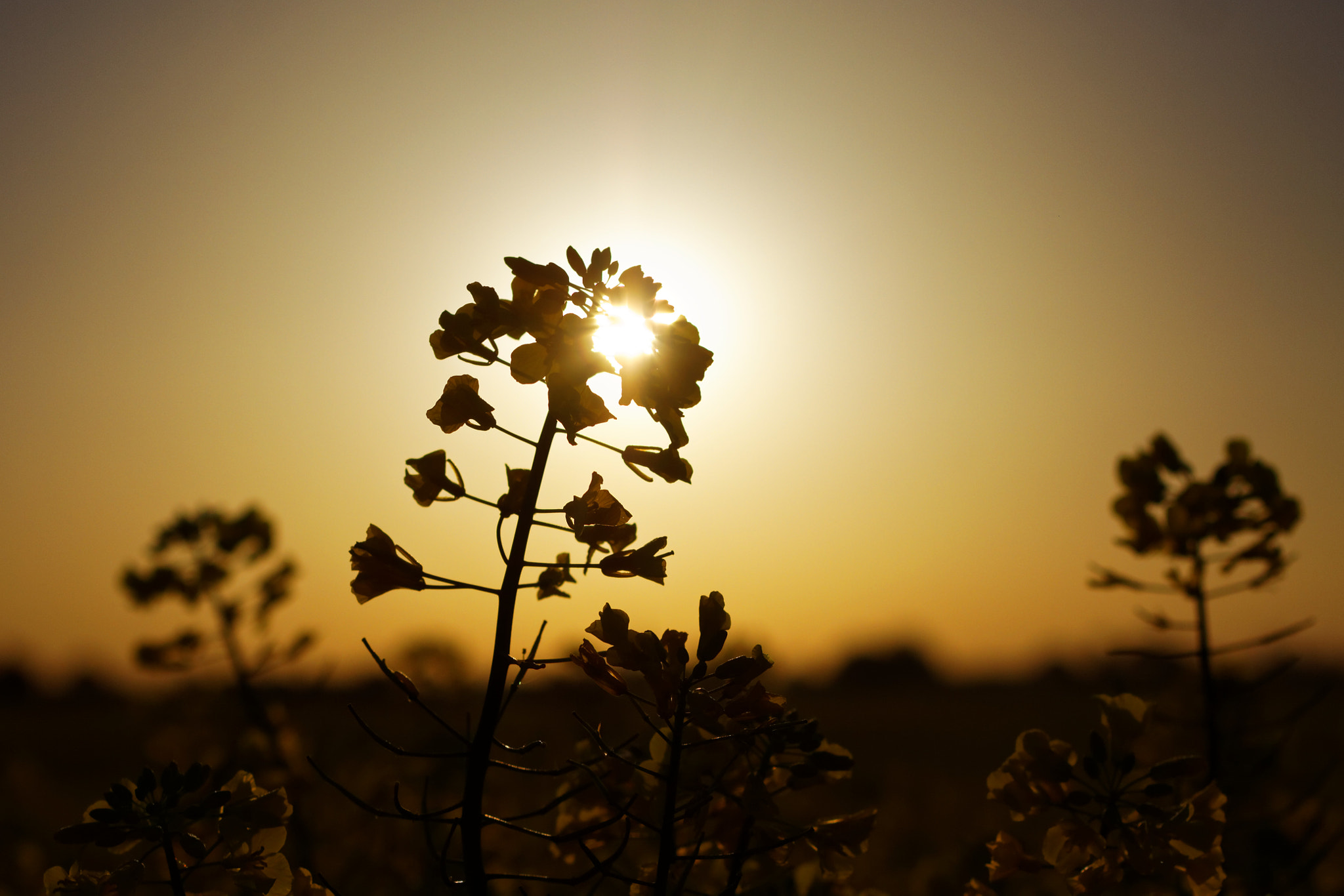 Canon EOS 50D + Canon EF 50mm F2.5 Macro sample photo. Sunrise over rapeseed photography