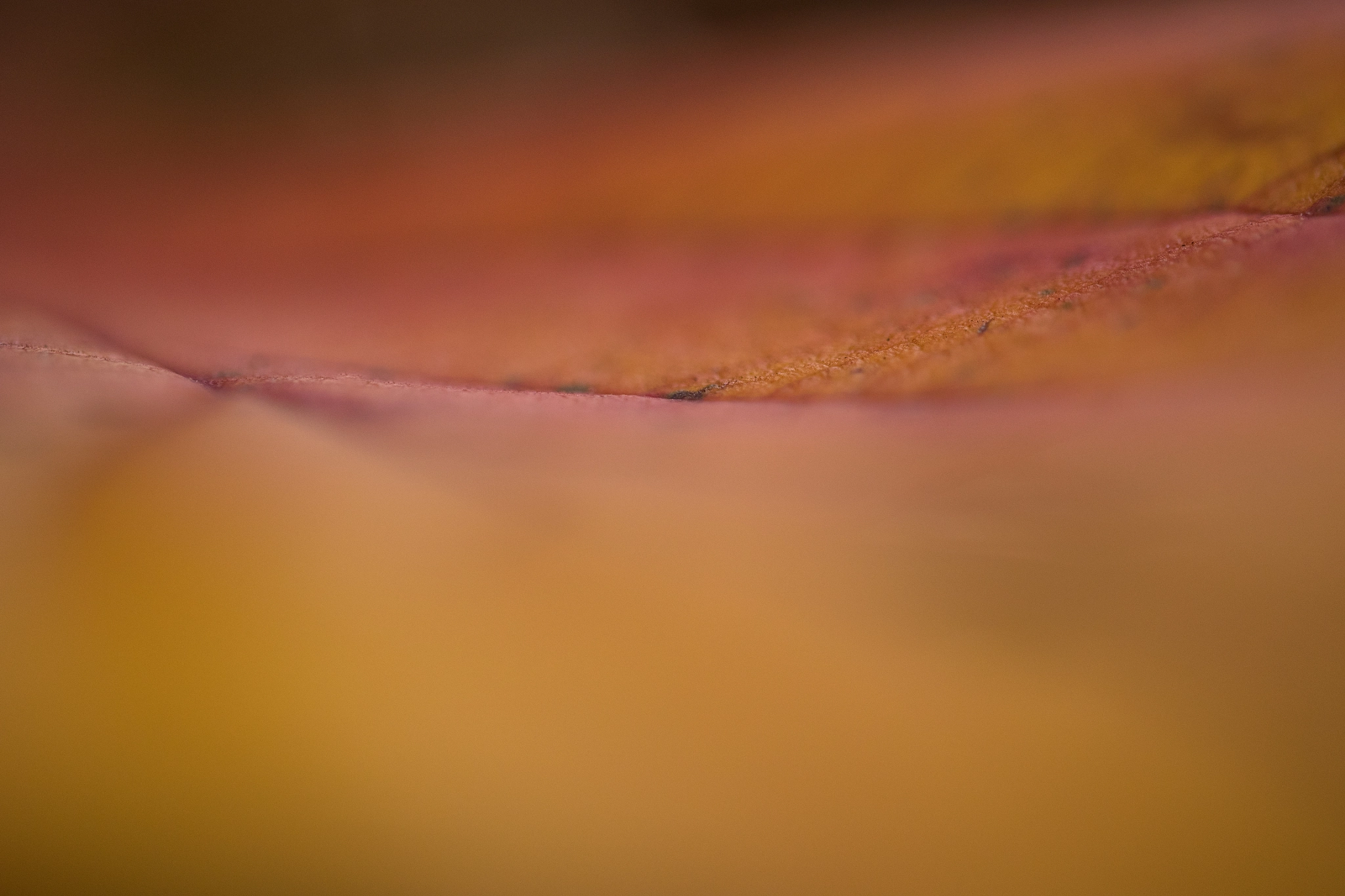 Panasonic Leica DG Macro-Elmarit 45mm F2.8 ASPH OIS sample photo. 0177. photography