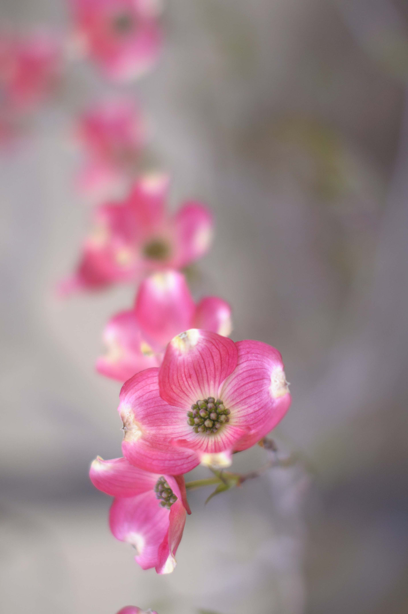 Nikon D5000 + Sigma 50mm F1.4 EX DG HSM sample photo. Dogwood（茱萸花） photography