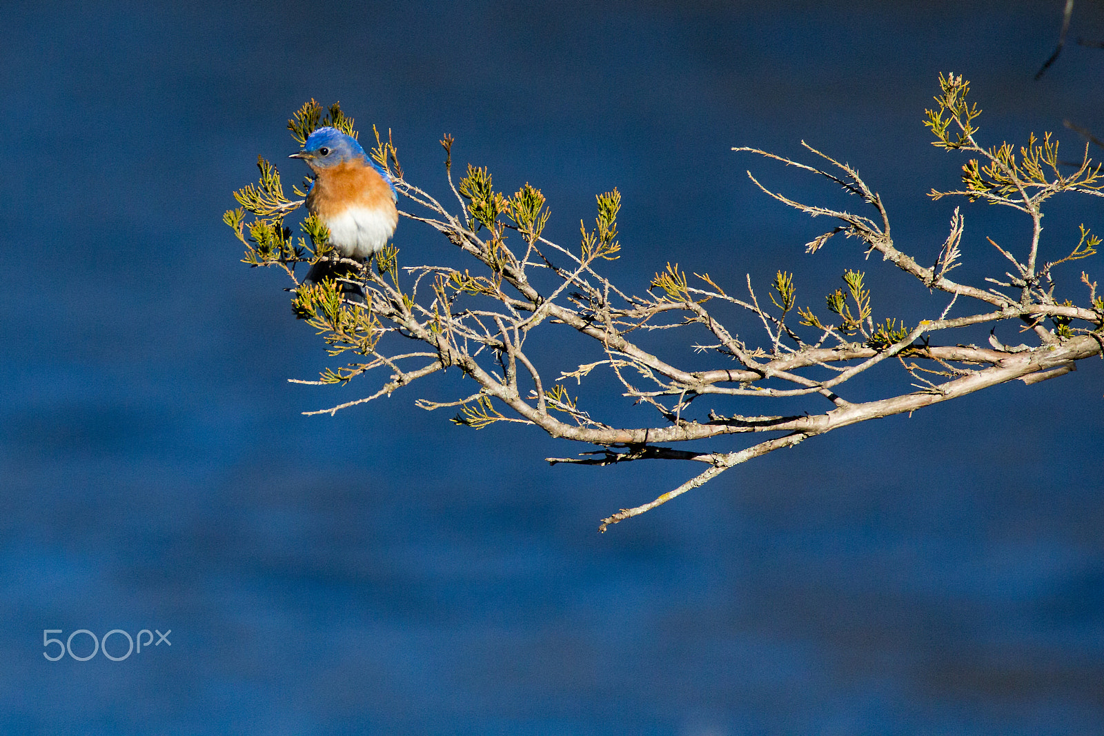Tamron SP 150-600mm F5-6.3 Di VC USD sample photo. Eastern bluebird on a budding tree branch photography