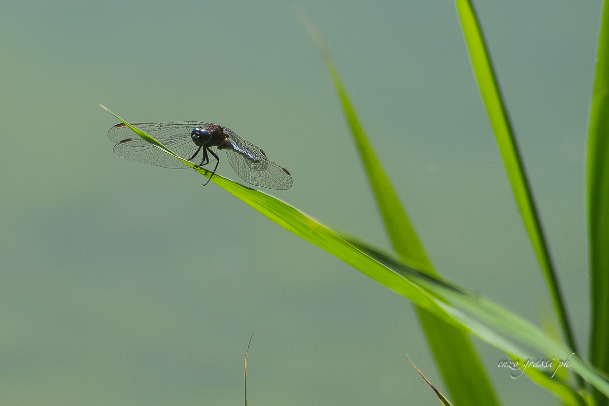 Canon EF 55-200mm F4.5-5.6 II USM sample photo. Dragonfly 1 photography